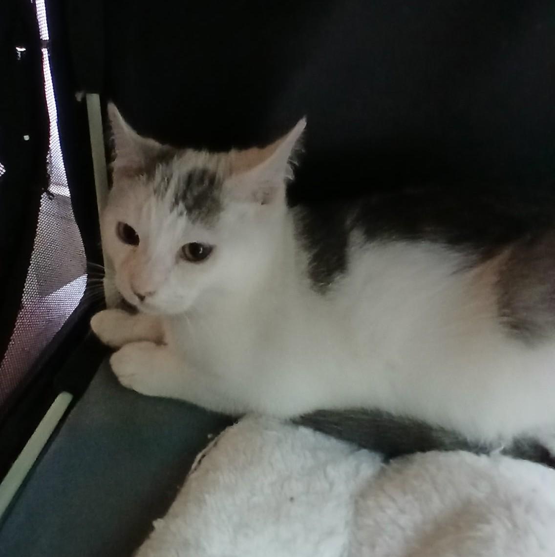 Hissy, Adoptable, Kitten Male Domestic Short Hair.