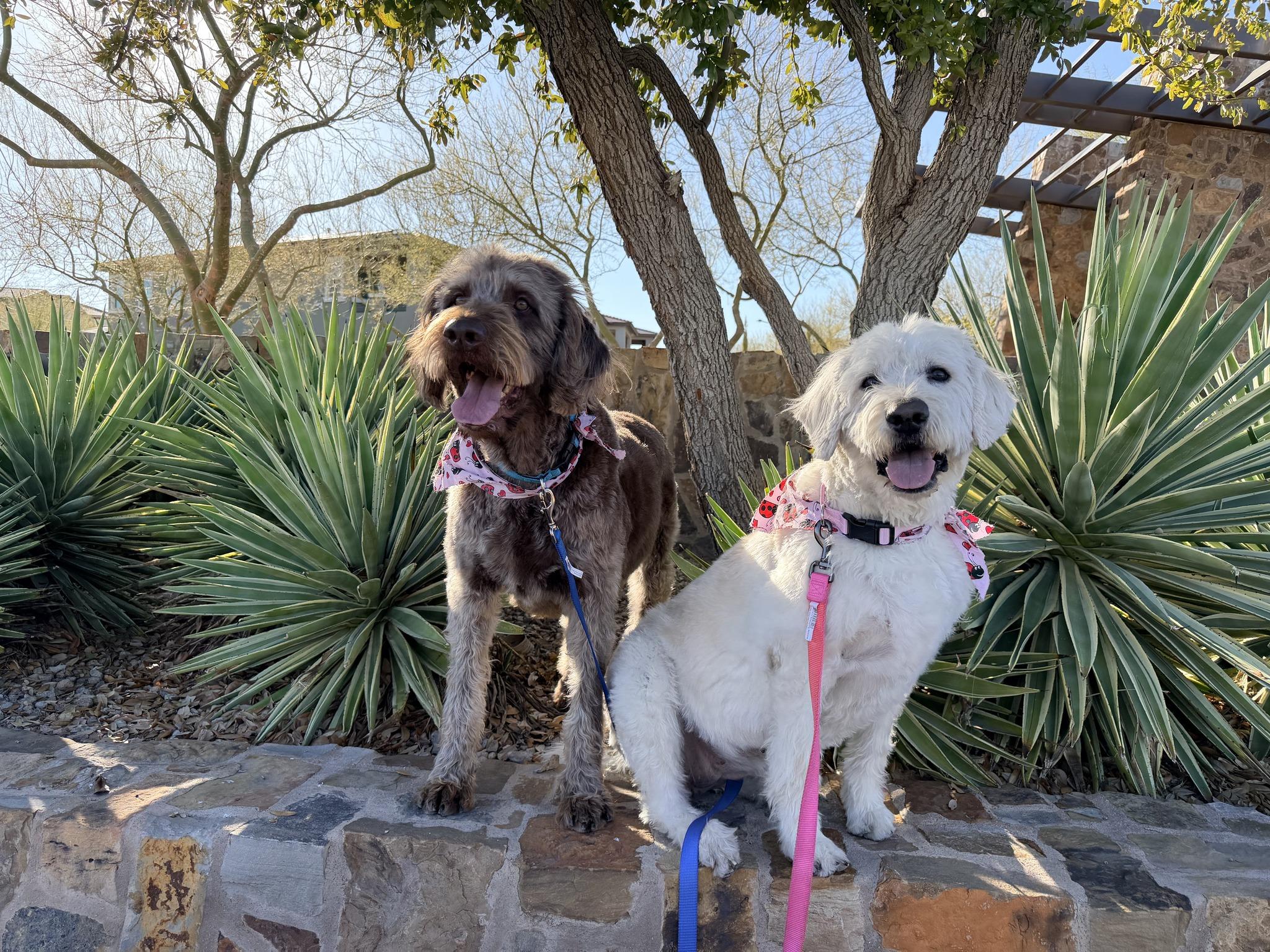 Franklin, a Adoptable Labradoodle in Las Vegas, NV image 4/6