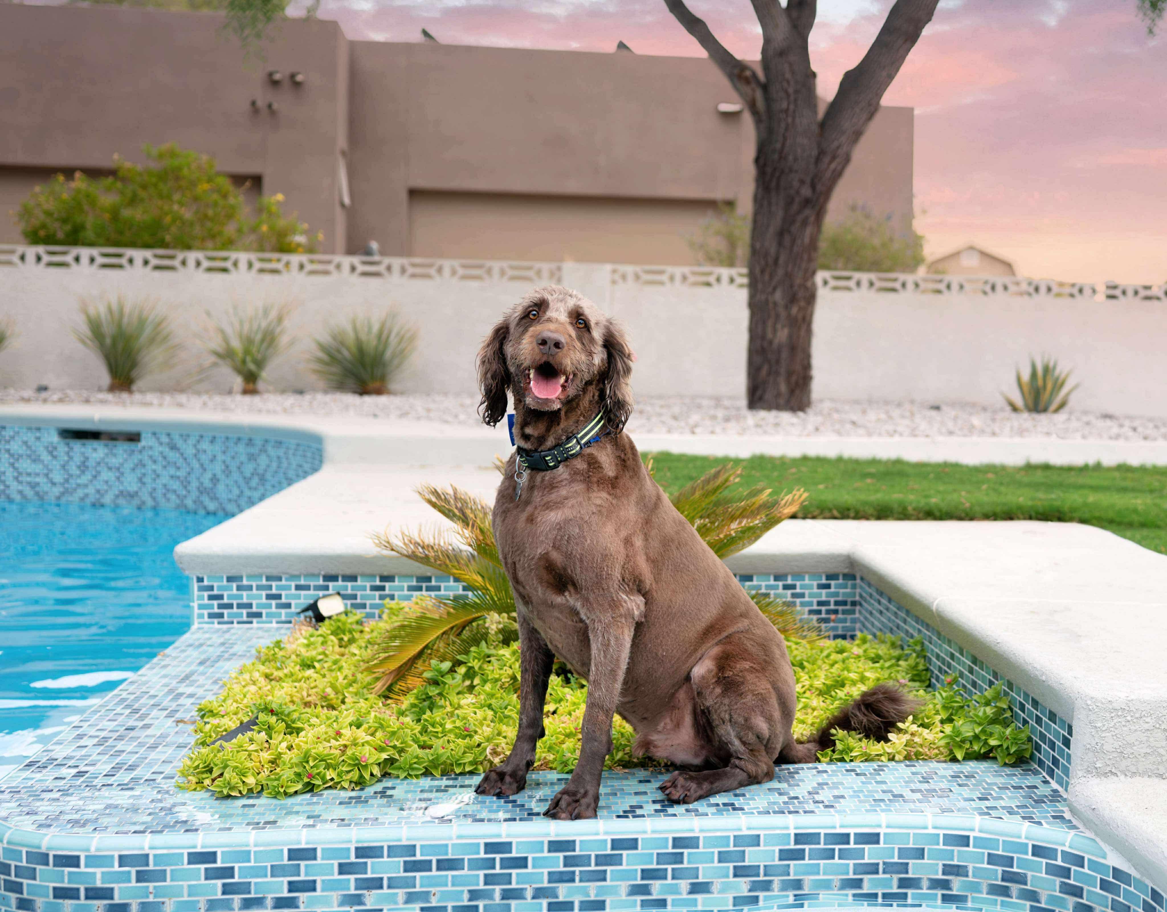 Franklin, Adoptable, Adult Male Labradoodle.