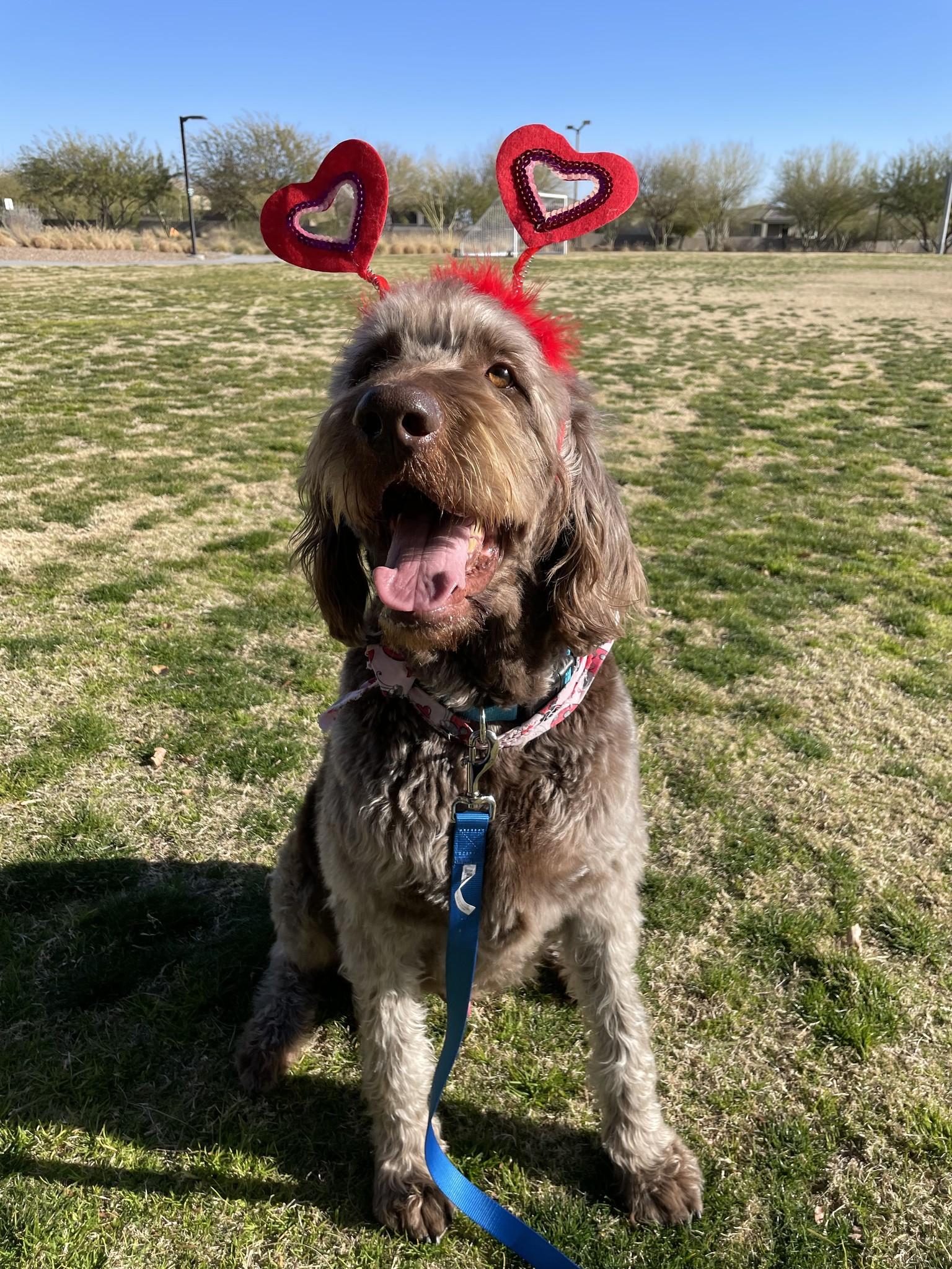 Franklin, a Adoptable Labradoodle in Las Vegas, NV image 1/6