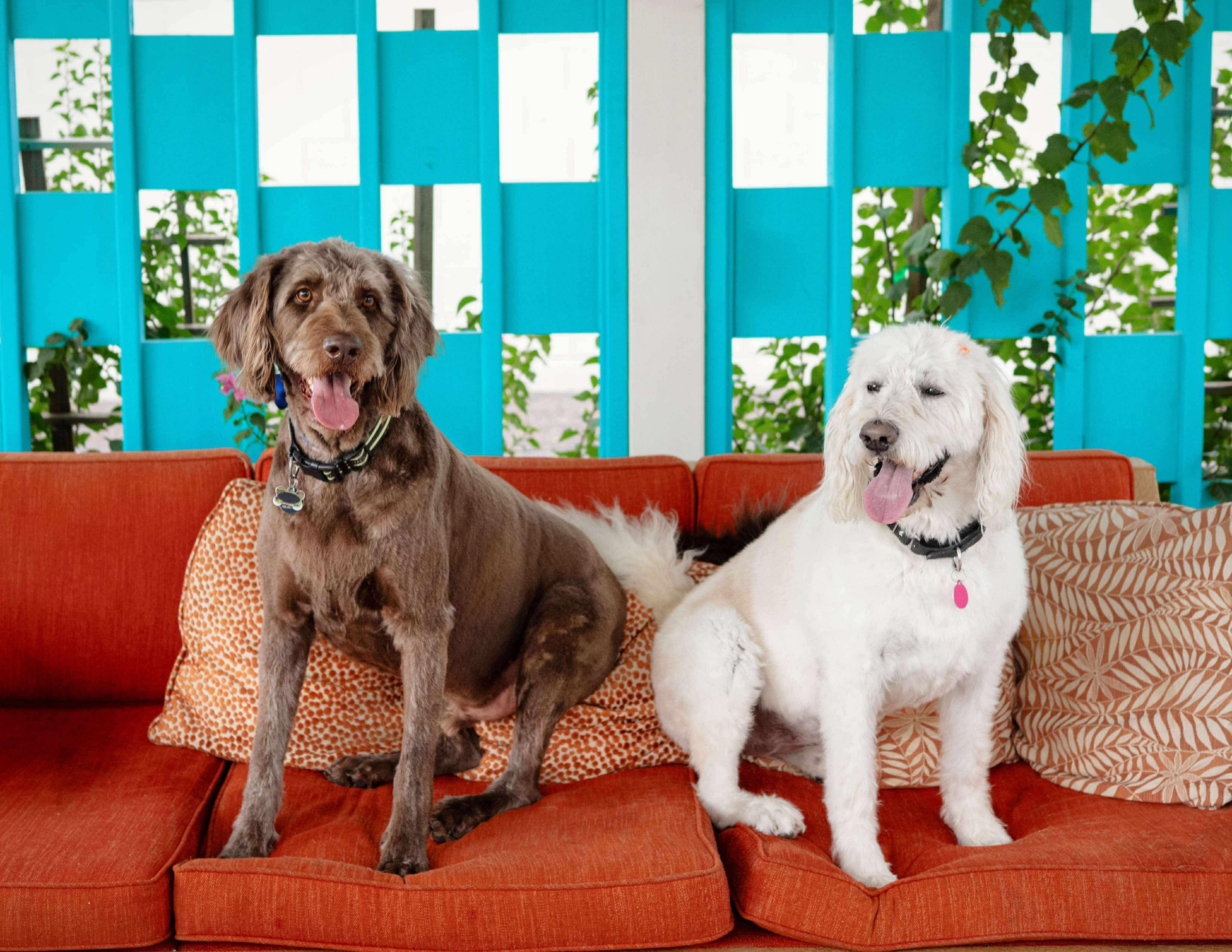 Franklin, a Adoptable Labradoodle in Las Vegas, NV image 2/5