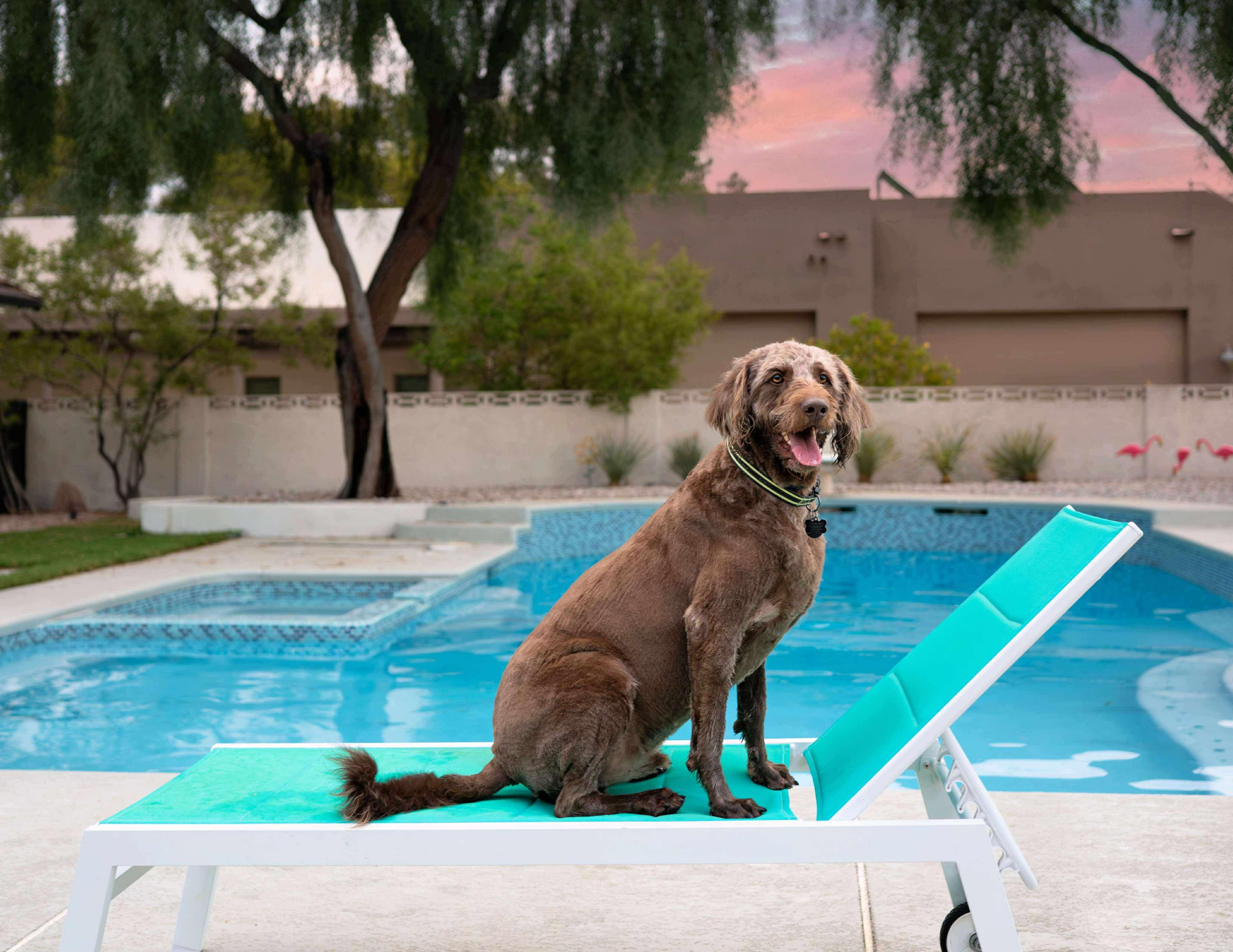 Franklin, a Adoptable Labradoodle in Las Vegas, NV image 3/5