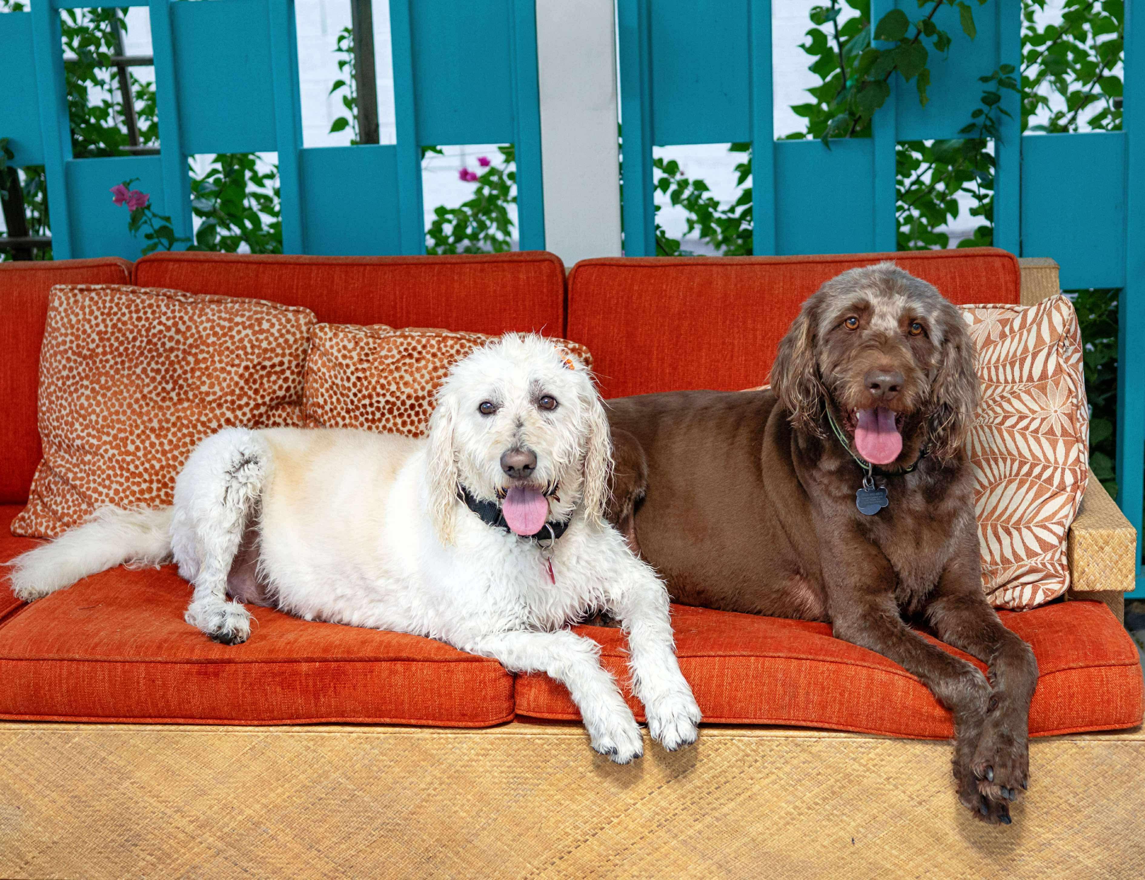 Franklin, a Adoptable Labradoodle in Las Vegas, NV image 5/5