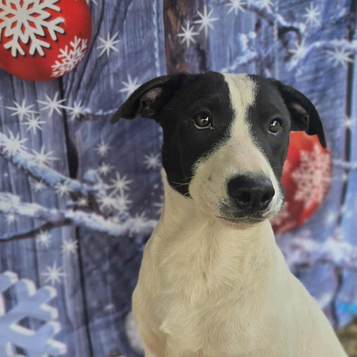 Bashful — thumbnail 3