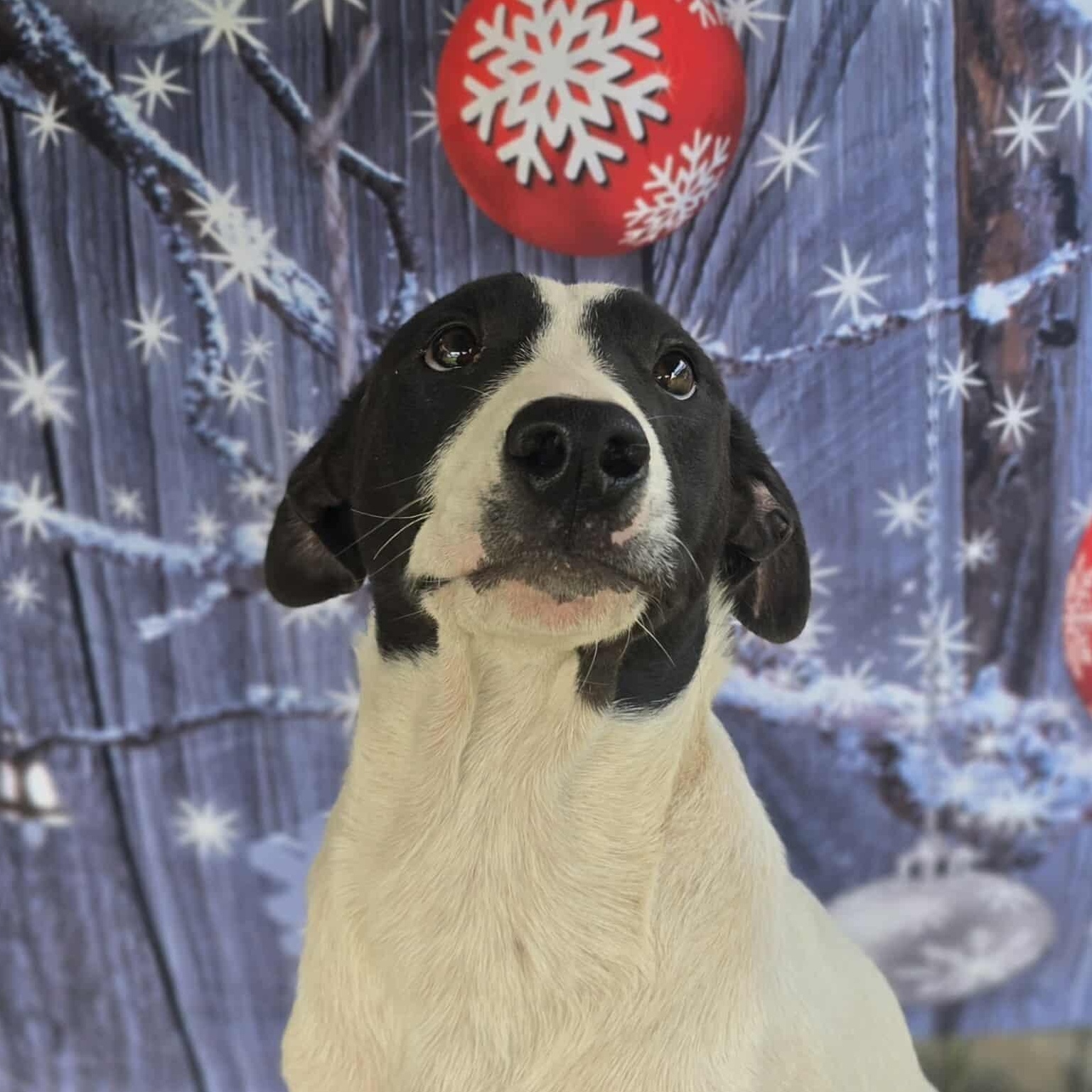 Bashful — thumbnail 5