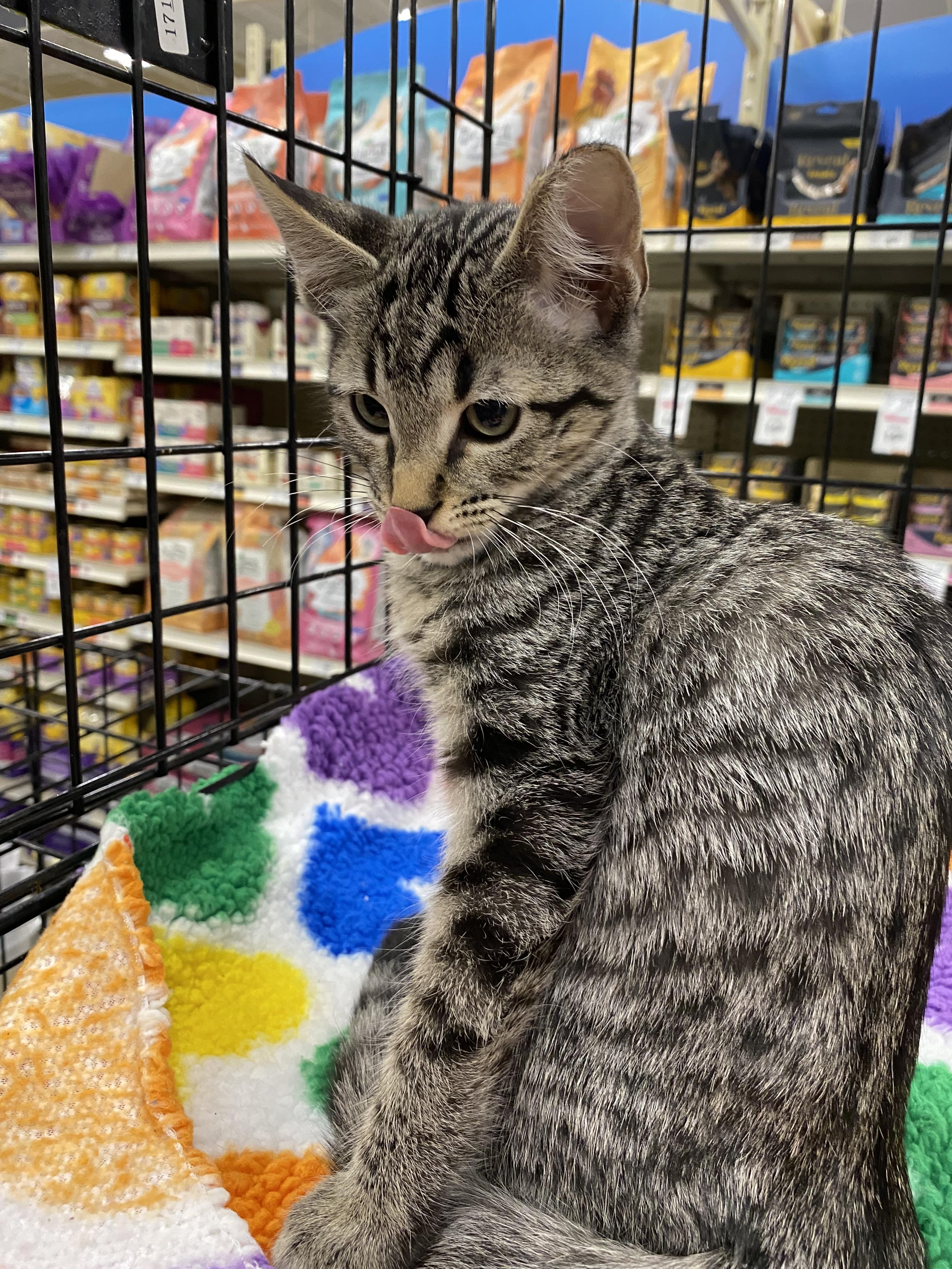 Squeak - North Conroe Petsmart