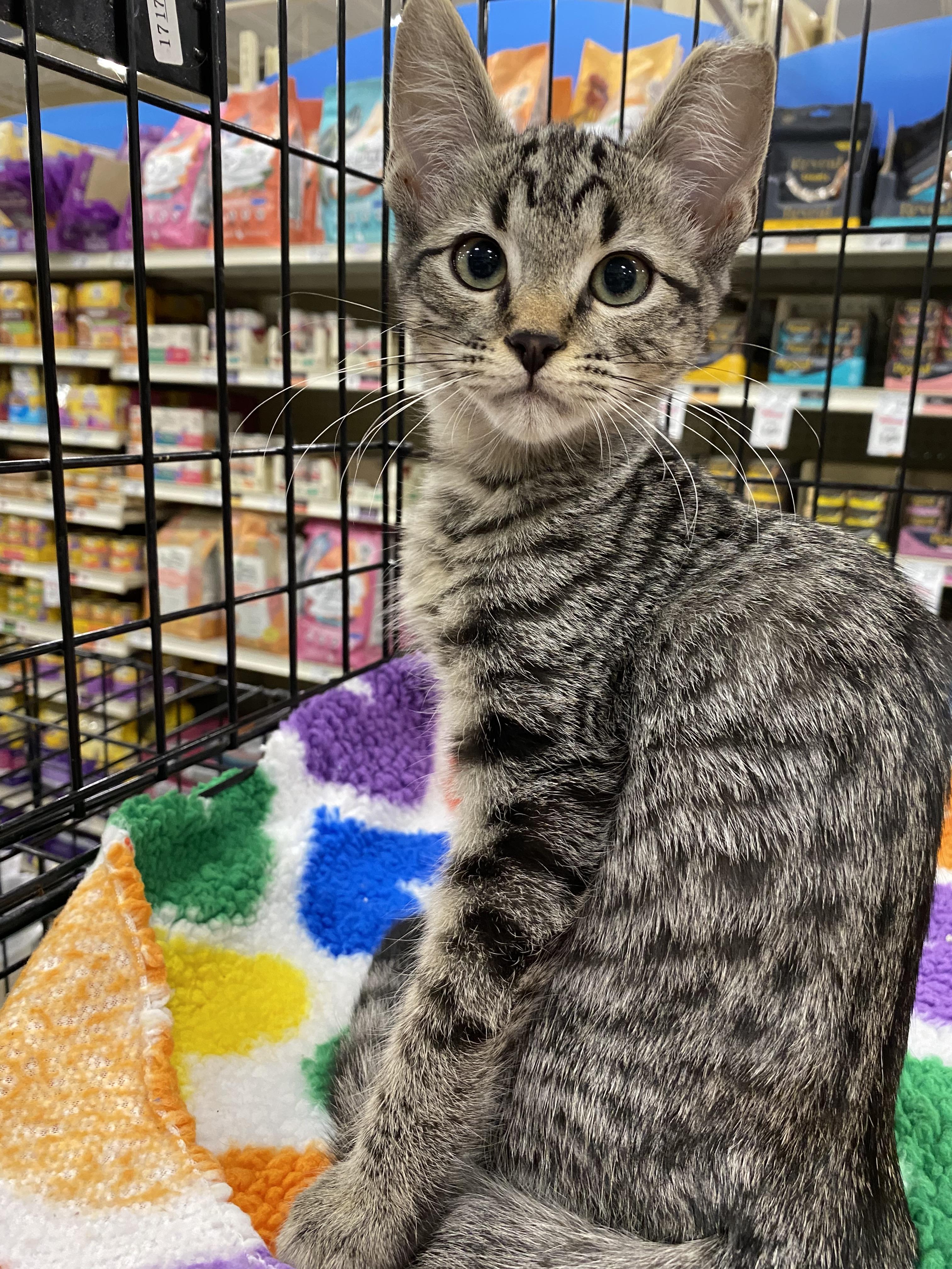 Squeak - North Conroe Petsmart
