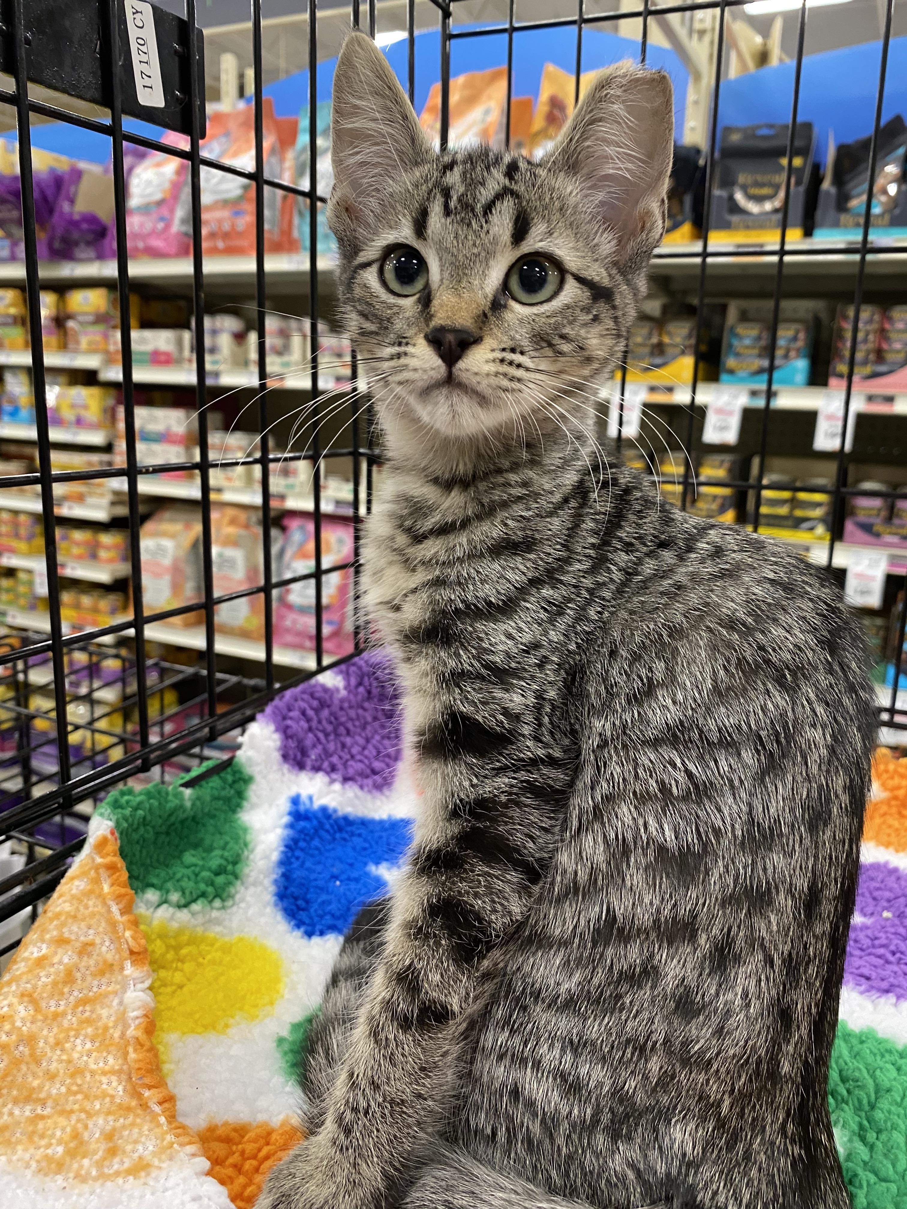 Squeak - North Conroe Petsmart