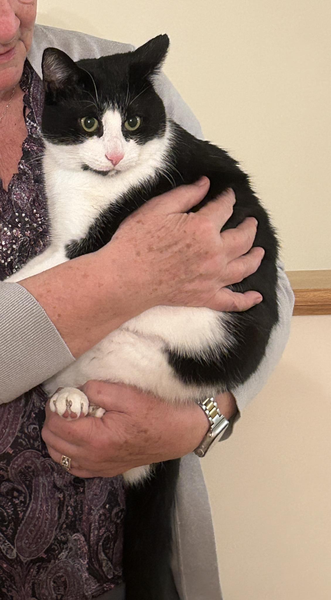 TINKER, adopted, Adult Male Domestic Short Hair.