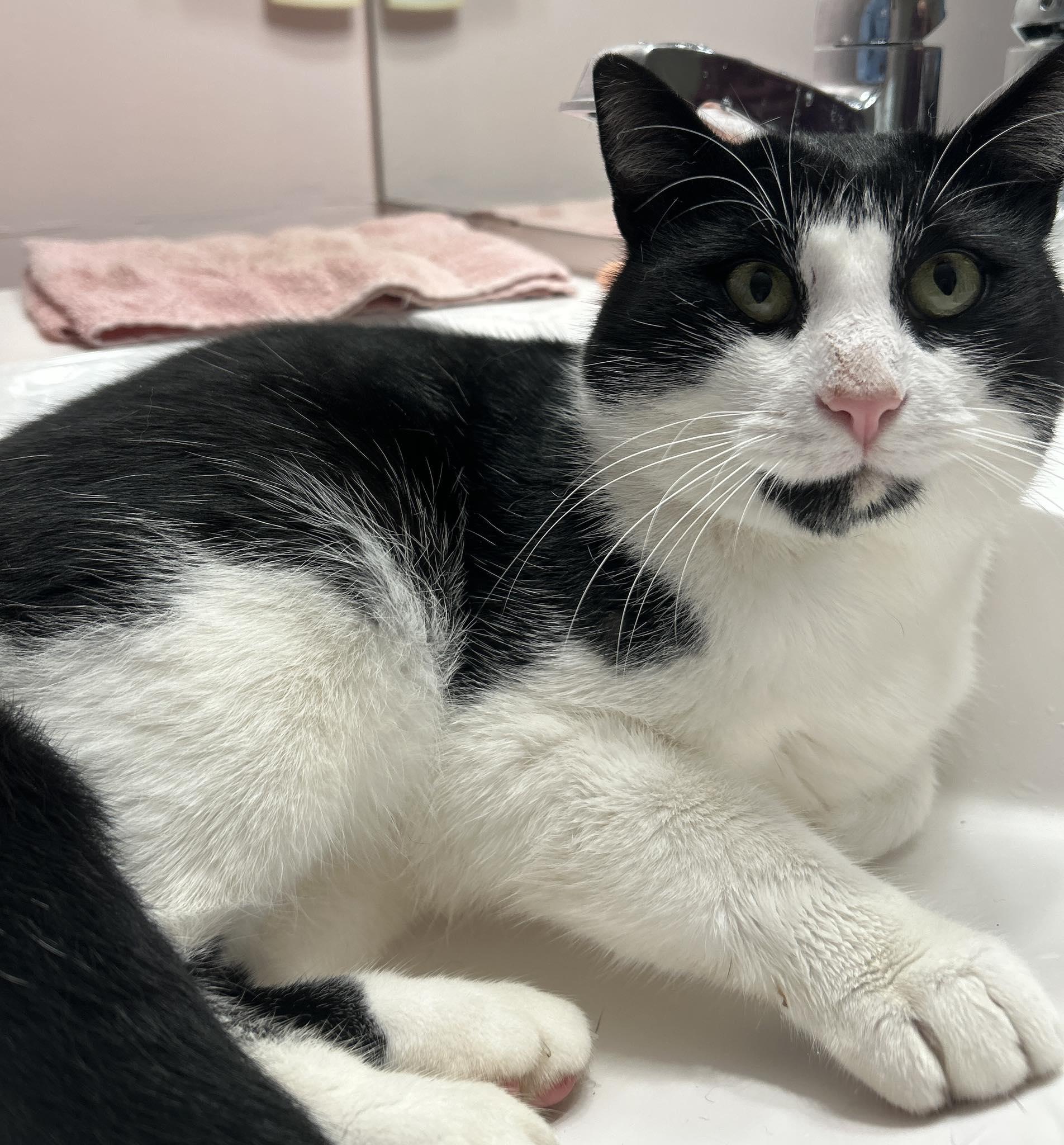 TINKER, an adopted Domestic Short Hair in Tillsonburg, ON image 2/2