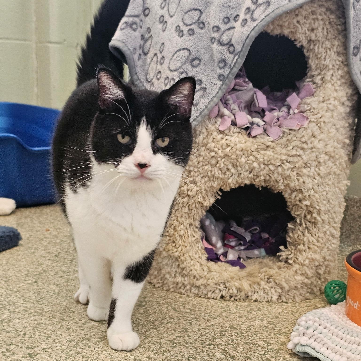 Enlarge Willy, a Adopted Domestic Short Hair in Brownsville, VT image 1/1