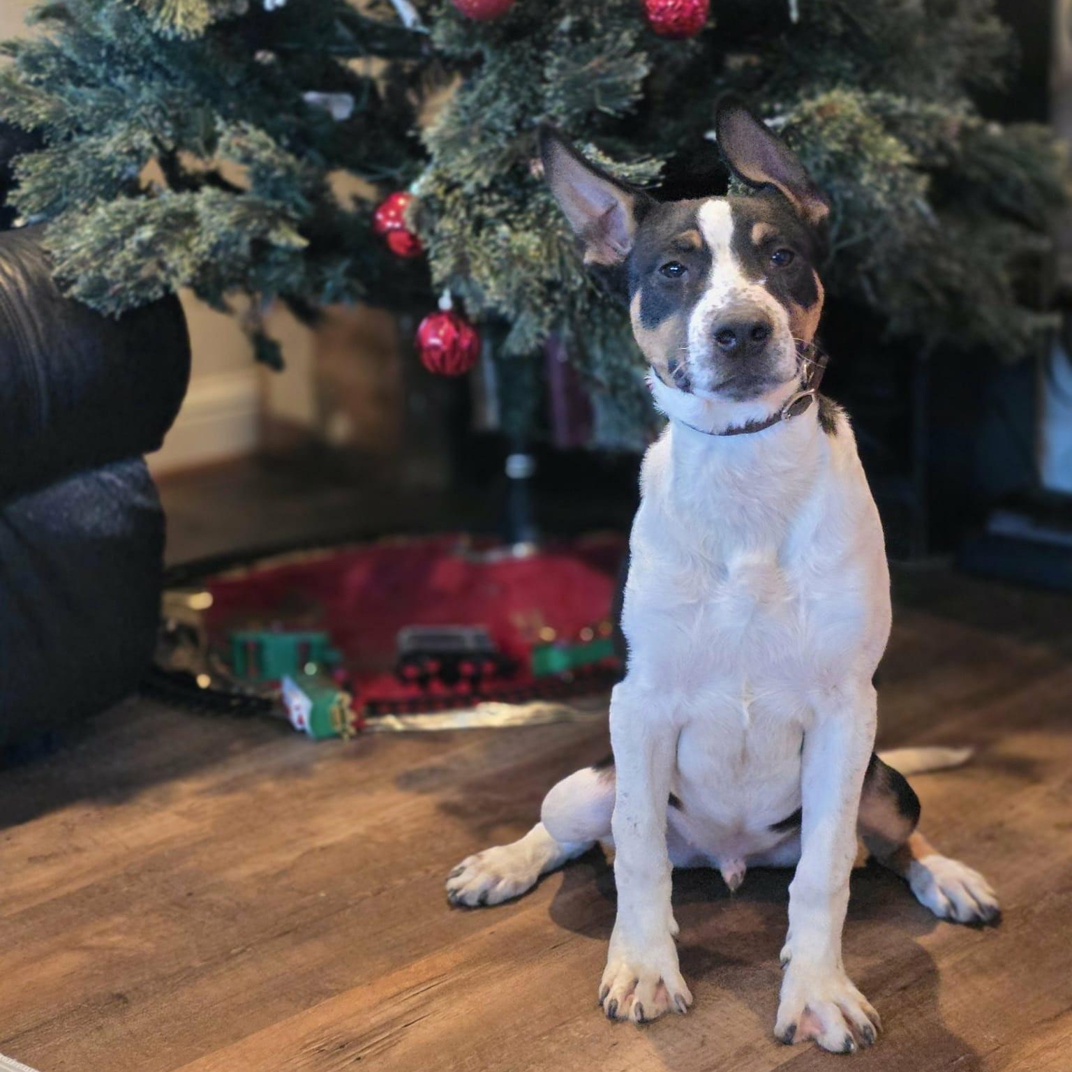Enlarge Blade, a Adoptable mixed breed in Bothell, WA image 5/6