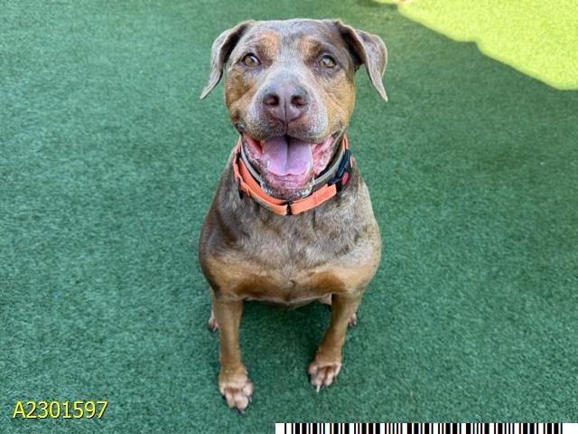 GINGER, Adoptable, Adult Female Mixed Breed.