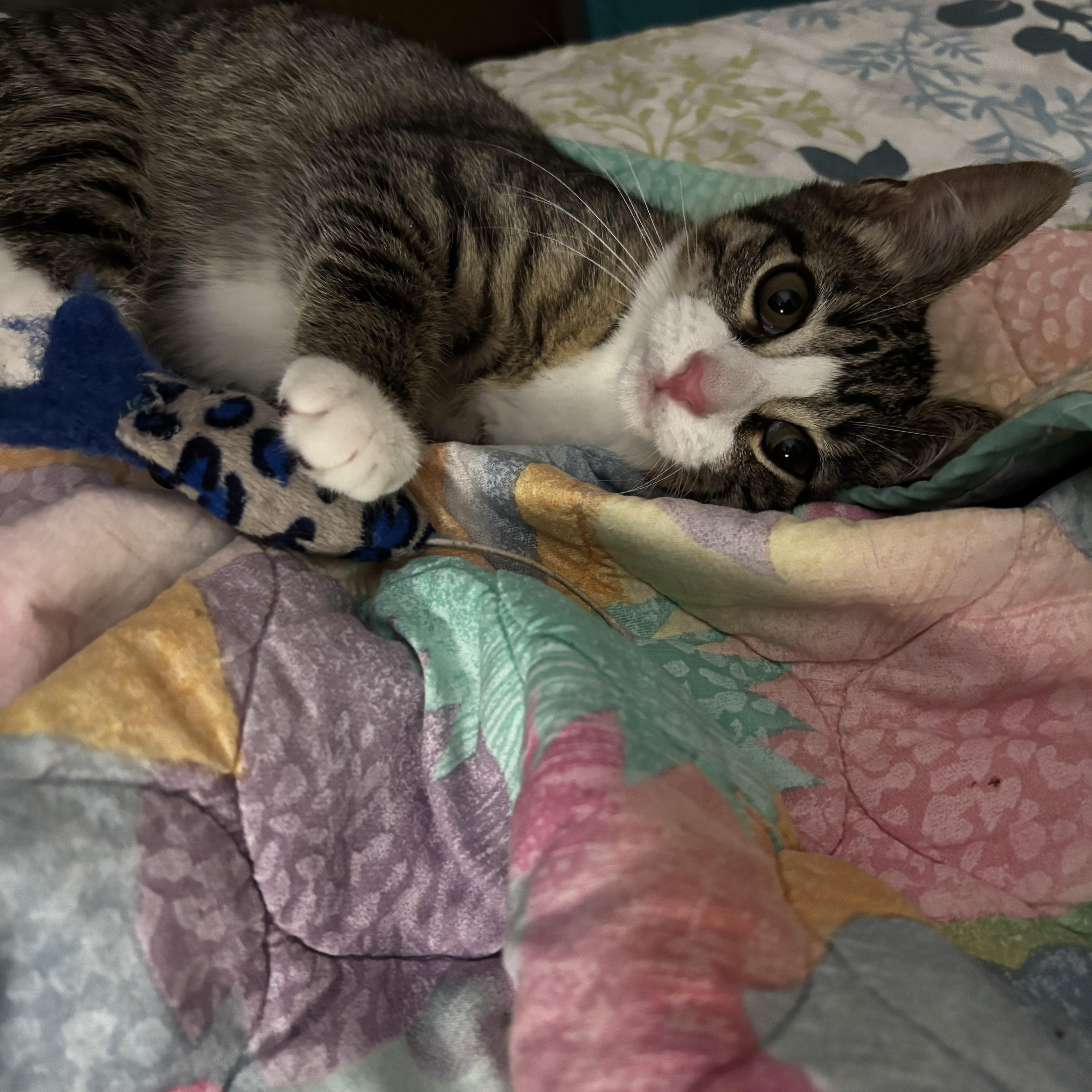 Pepper & Olive, a ADOPTABLE mixed breed in Canton, MA image 3/5