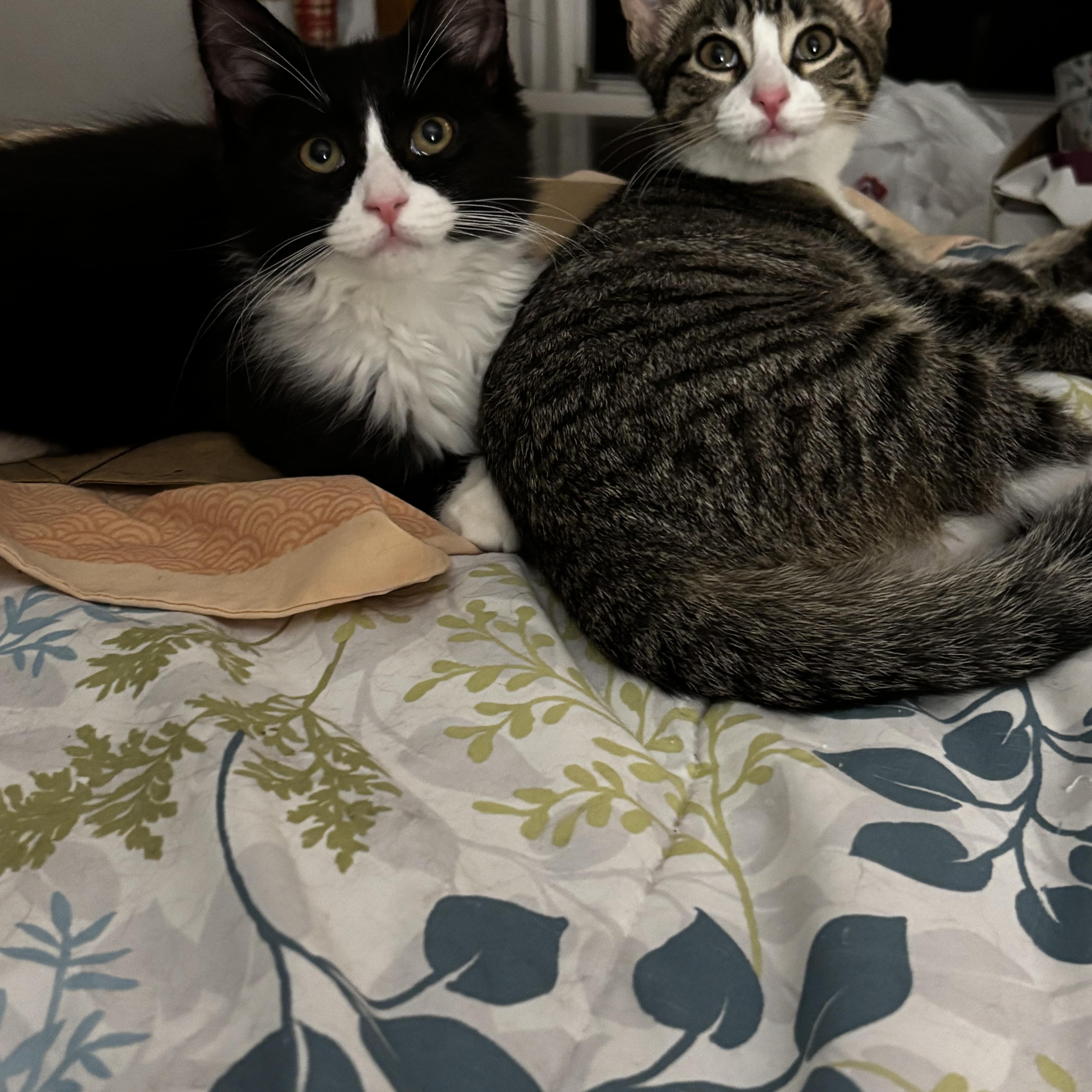 Pepper & Olive, a ADOPTABLE mixed breed in Canton, MA image 2/5