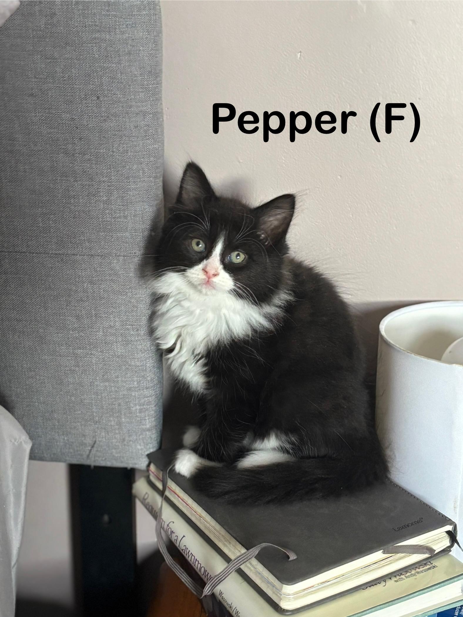 Pepper & Olive, a ADOPTABLE mixed breed in Canton, MA image 1/2