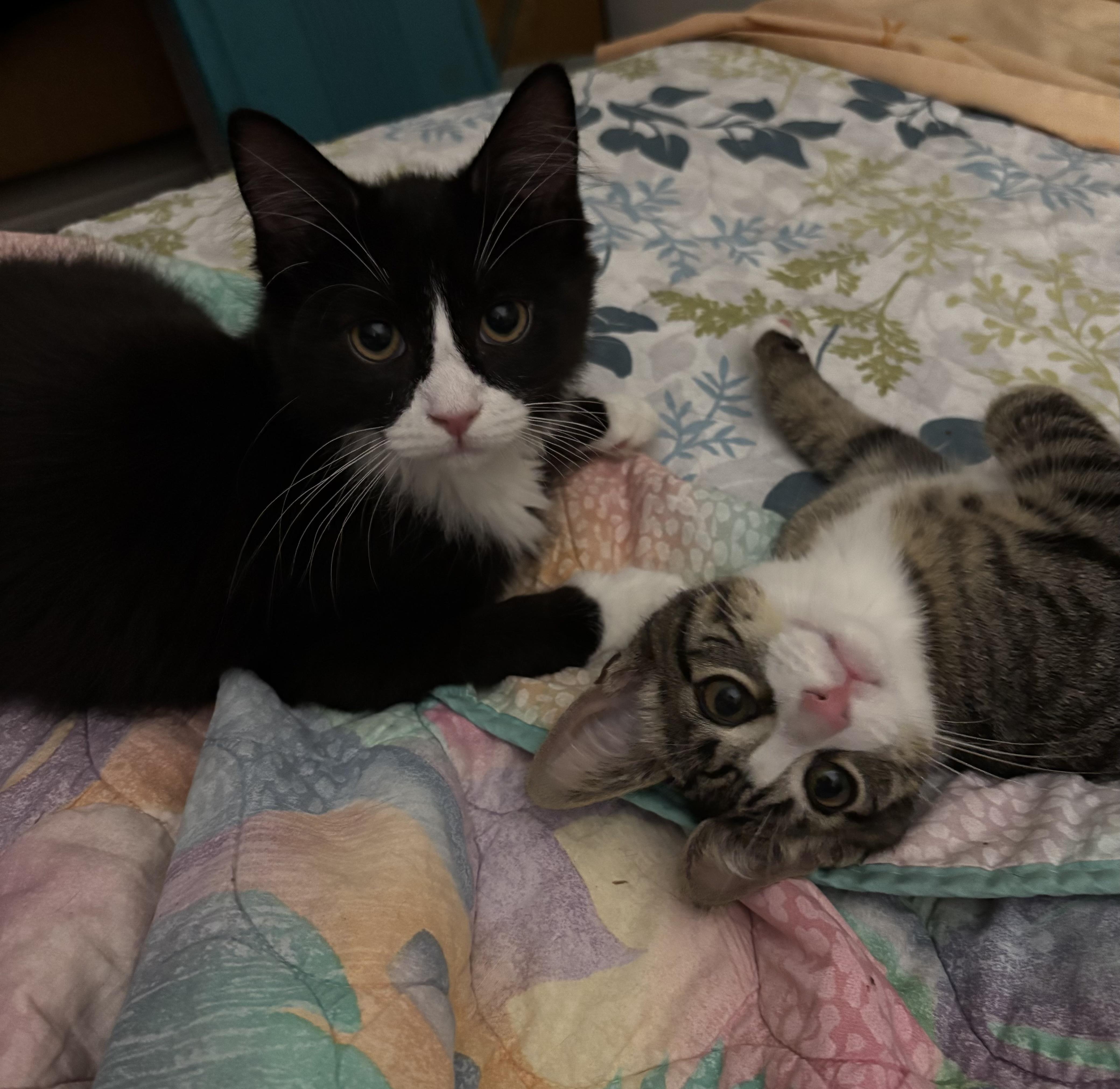 Pepper & Olive, ADOPTABLE, Kitten Female Domestic Medium Hair & Domestic Short Hair.