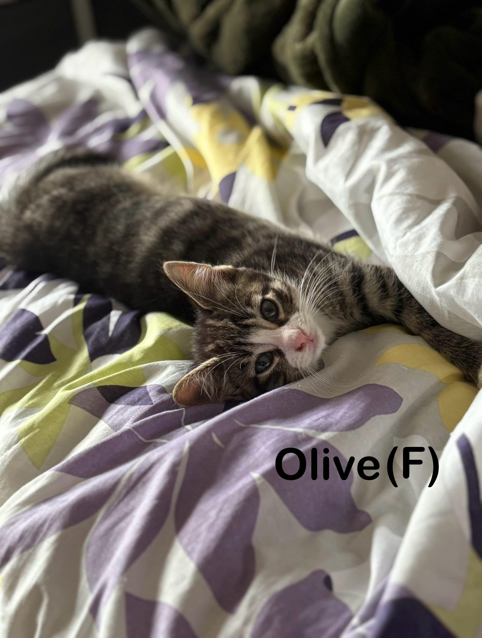 Pepper & Olive, a ADOPTABLE mixed breed in Canton, MA image 2/2