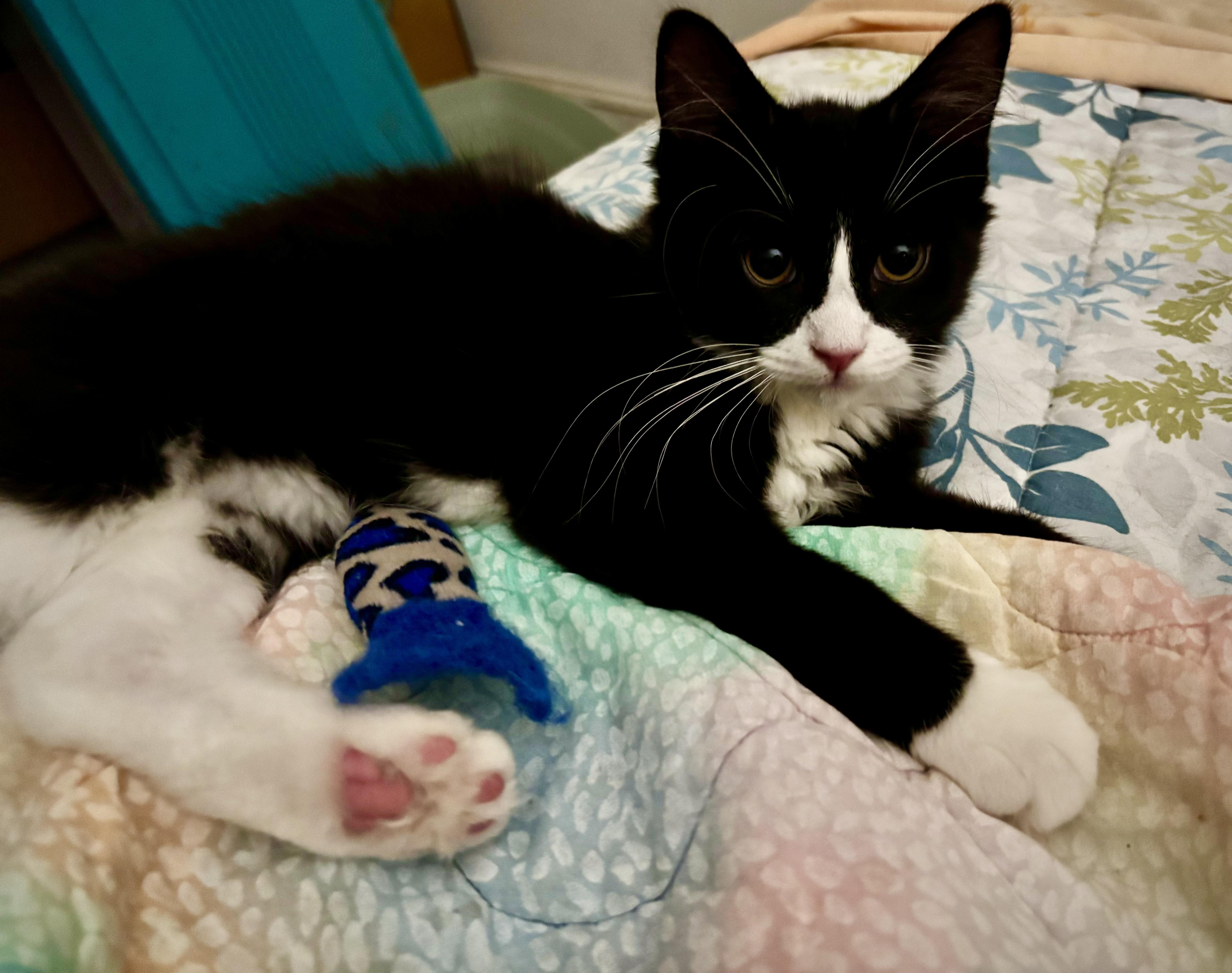 Pepper & Olive, a ADOPTABLE mixed breed in Canton, MA image 4/5