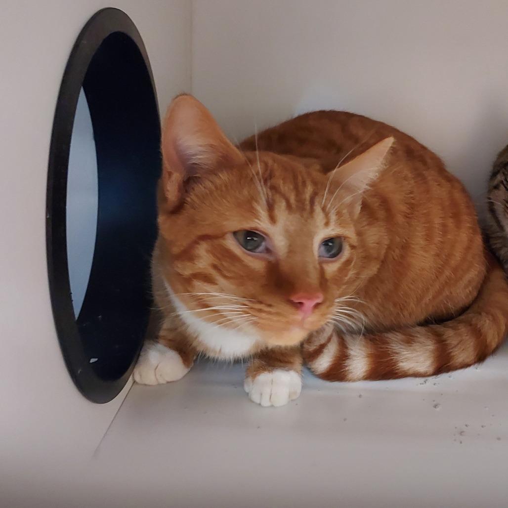 Enlarge Ember, a Adoptable Domestic Short Hair in Ephrata, PA image 1/4