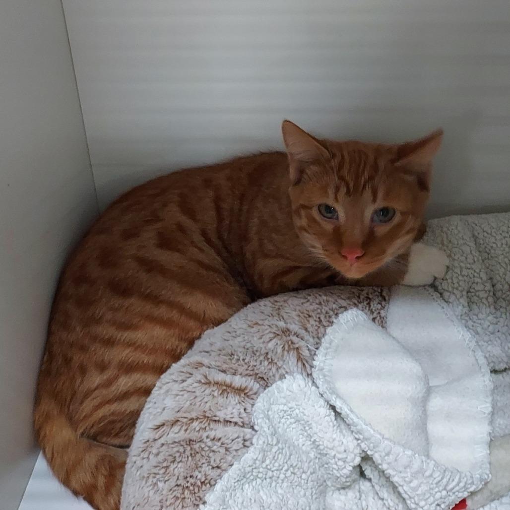 Enlarge Ember, a Adoptable Domestic Short Hair in Ephrata, PA image 2/4