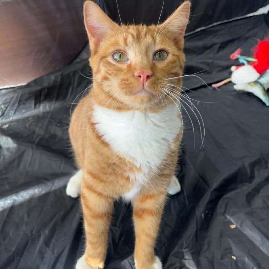 Enlarge Ember, a Adoptable Domestic Short Hair in Ephrata, PA image 3/6