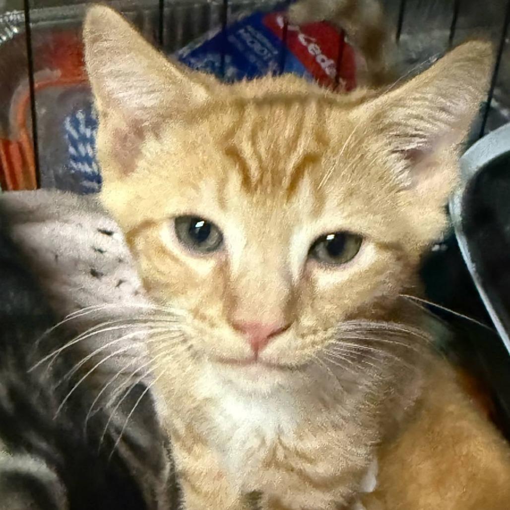 Enlarge Ember, a Adoptable Domestic Short Hair in Ephrata, PA image 3/4