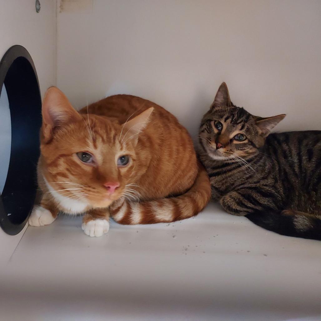 Enlarge Ember, a Adoptable Domestic Short Hair in Ephrata, PA image 4/4