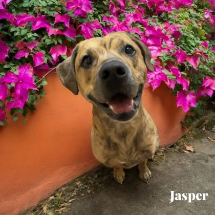 Jasper, Adoptable, Young Male Pit Bull Terrier & Boxer.