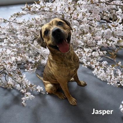 Jasper, a Adoptable mixed breed in Cumberland, MD image 2/3