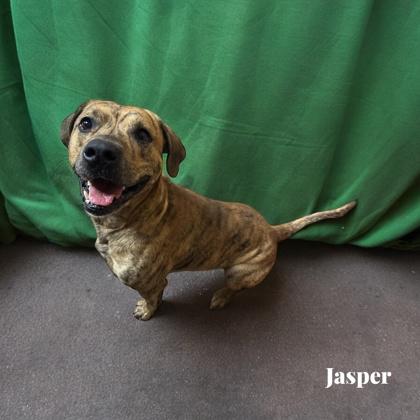 Jasper, a Adoptable mixed breed in Cumberland, MD image 3/3