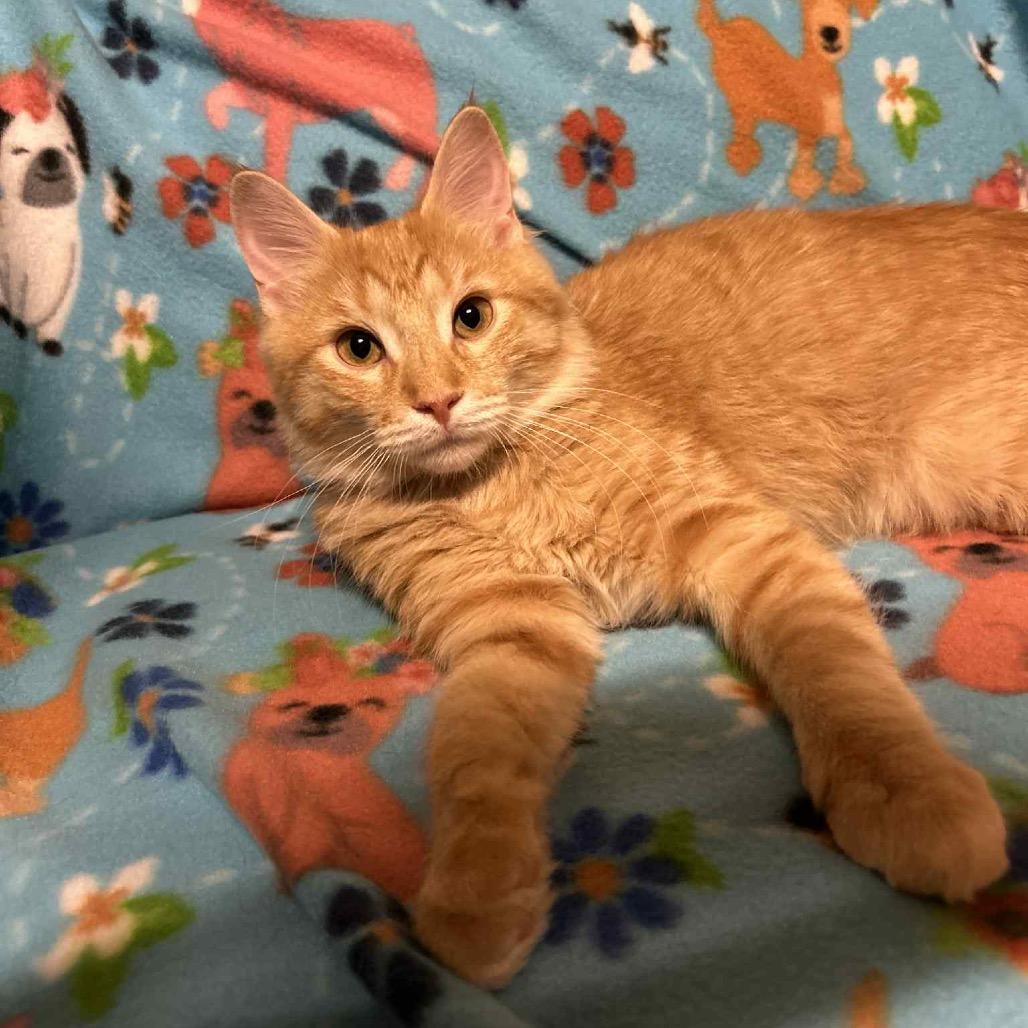 Nathan, a Adoptable Domestic Long Hair in Woodstock, GA image 1/3