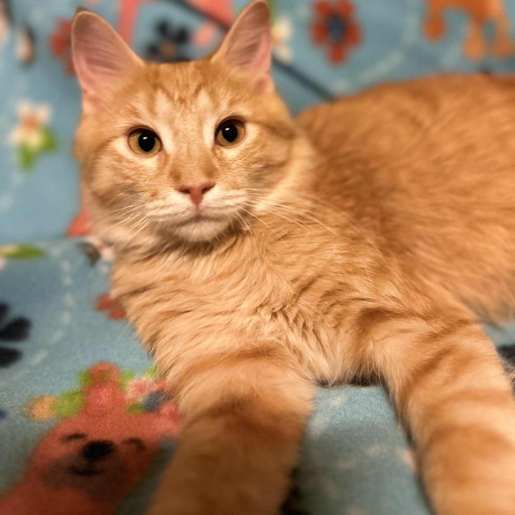 Nathan, a Adoptable Domestic Long Hair in Woodstock, GA image 2/3