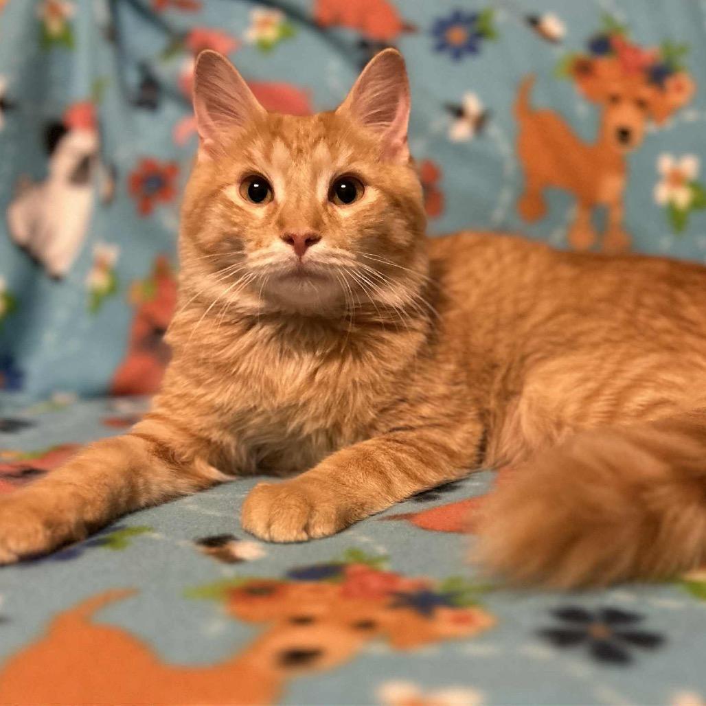 Nathan, a Adoptable Domestic Long Hair in Woodstock, GA image 3/3