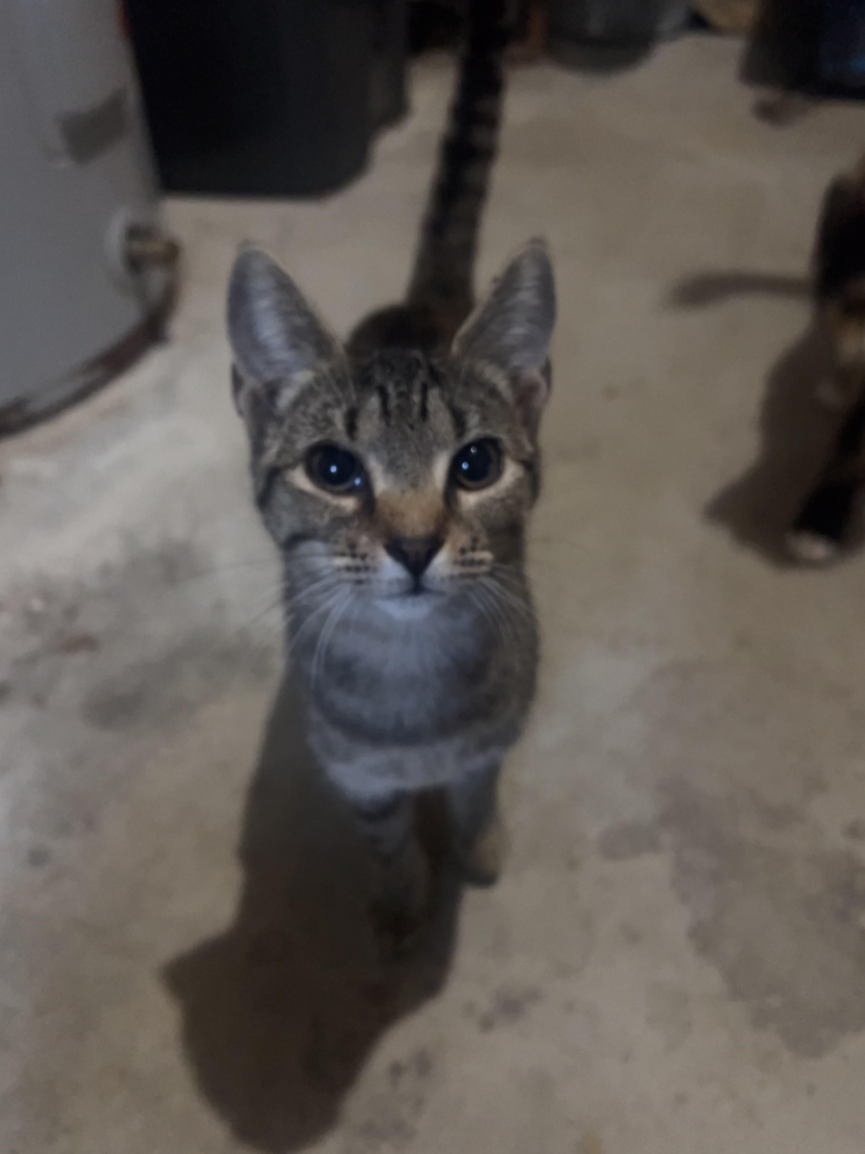 Boots, Adoptable, Kitten Female Domestic Short Hair.