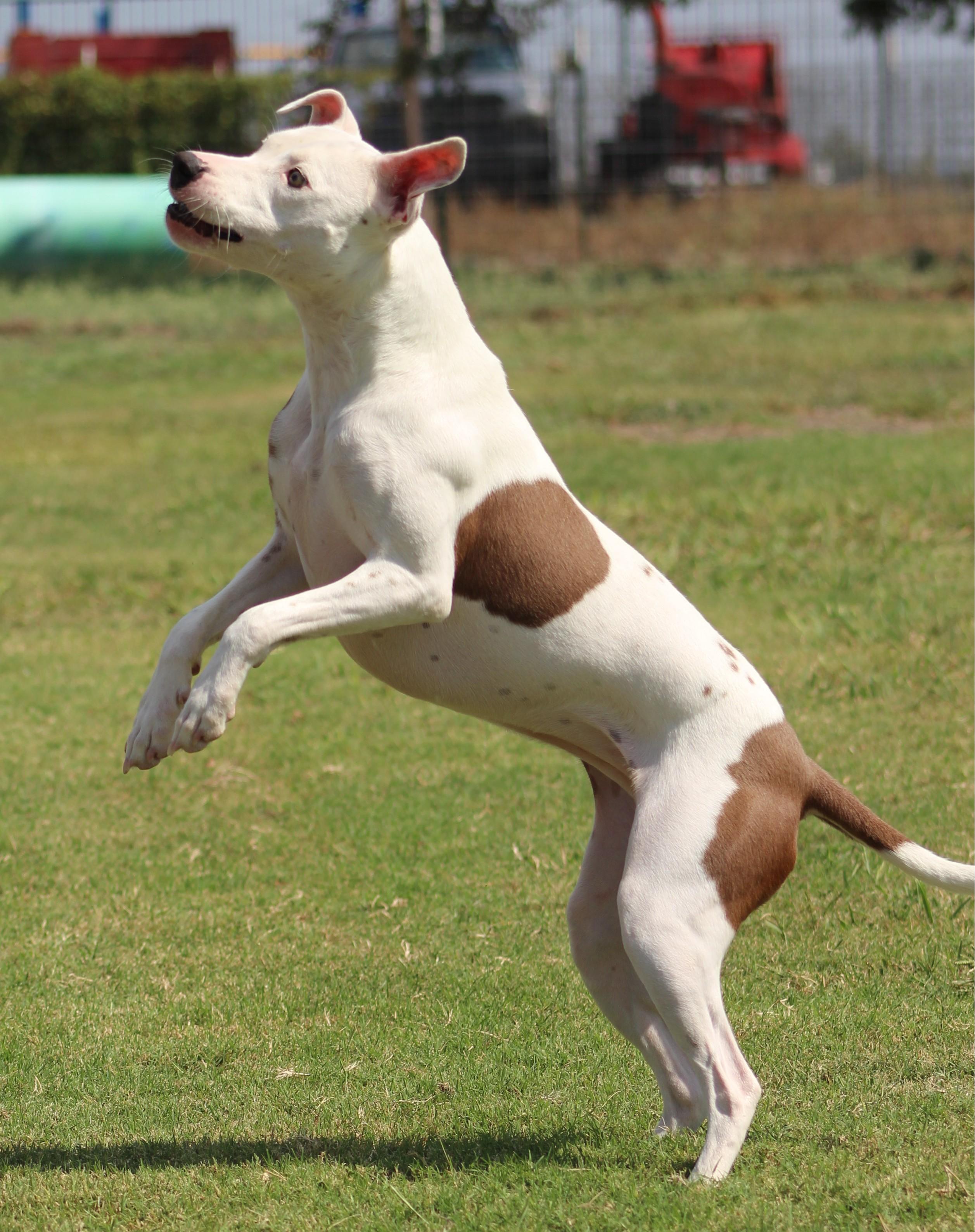 Enlarge Spirit, a Adoptable Pit Bull Terrier in Temple, TX image 4/6