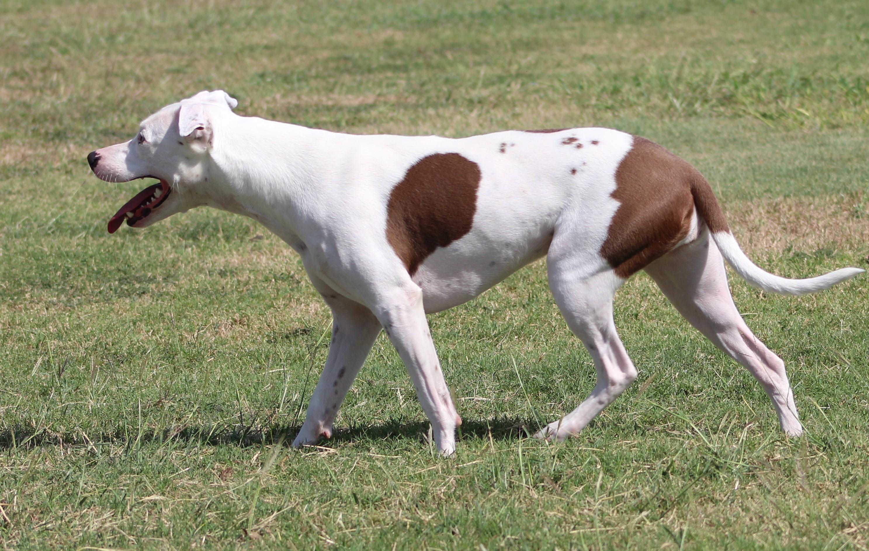 Enlarge Spirit, a Adoptable Pit Bull Terrier in Temple, TX image 3/6