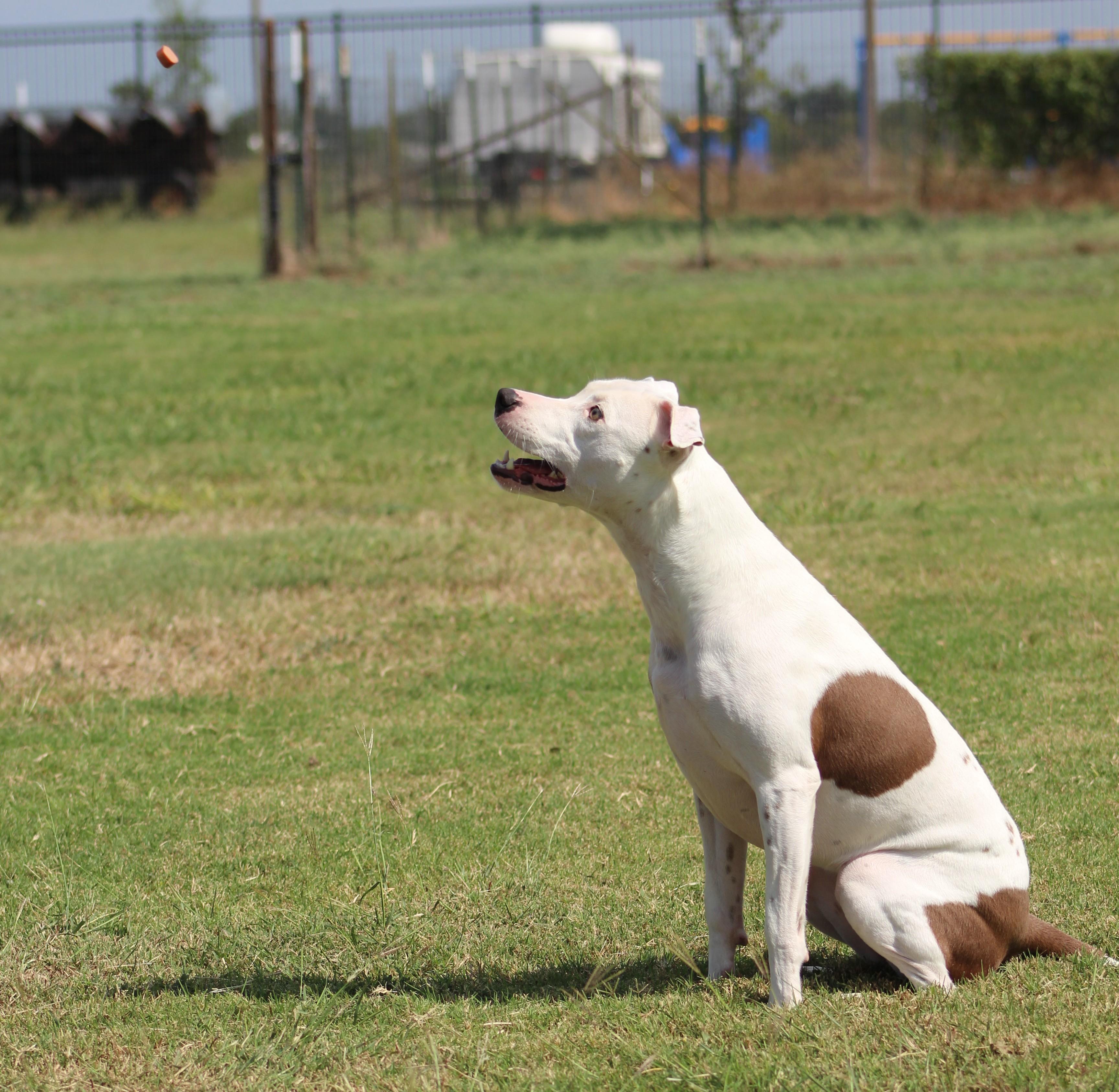 Enlarge Spirit, a Adoptable Pit Bull Terrier in Temple, TX image 5/6