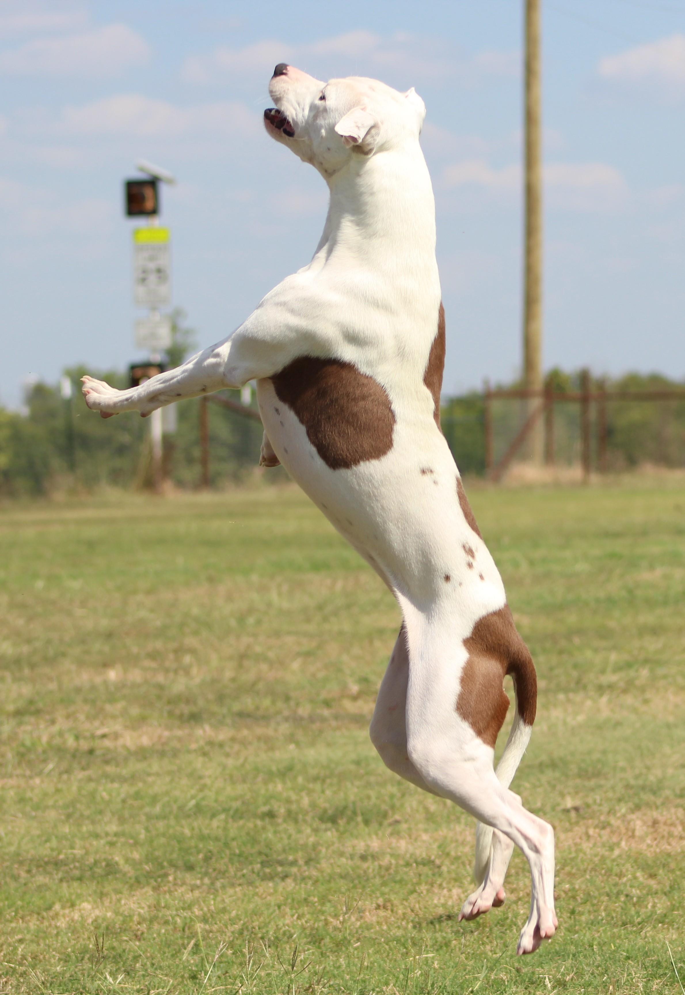 Enlarge Spirit, a Adoptable Pit Bull Terrier in Temple, TX image 2/6