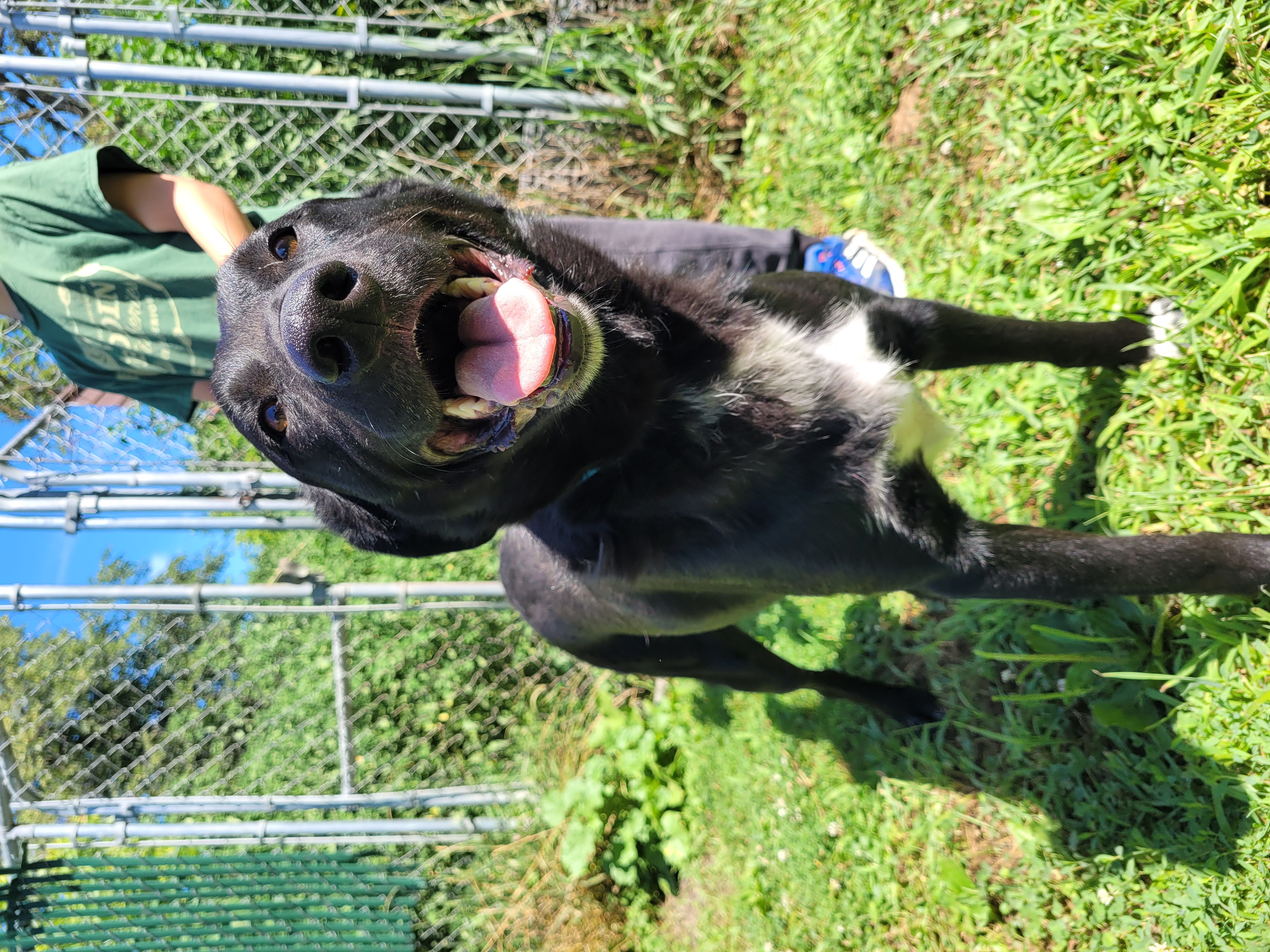 Spike, a Adoptable Labrador Retriever in Clarion, IA image 2/5