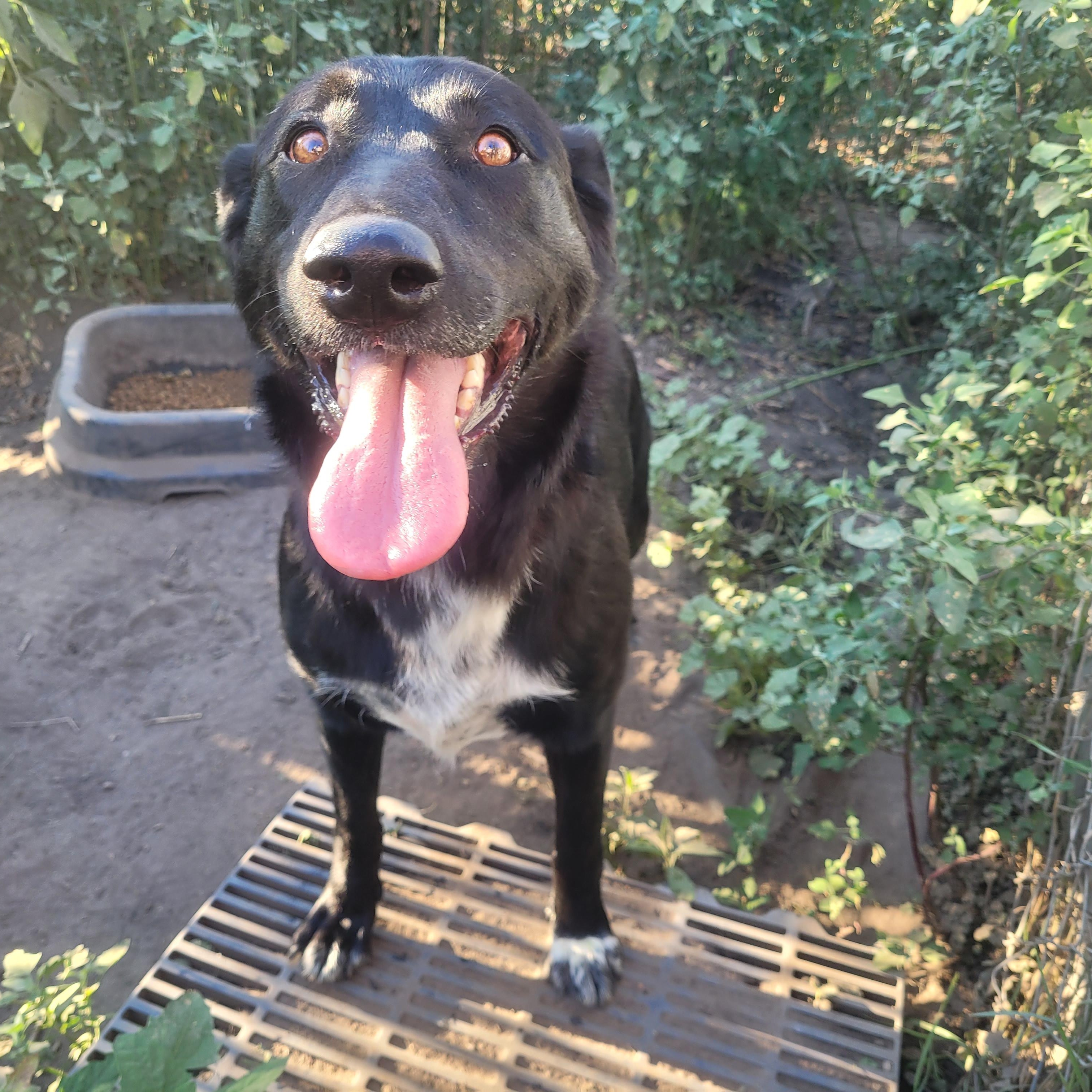 Spike, Adoptable, Adult Male Labrador Retriever.