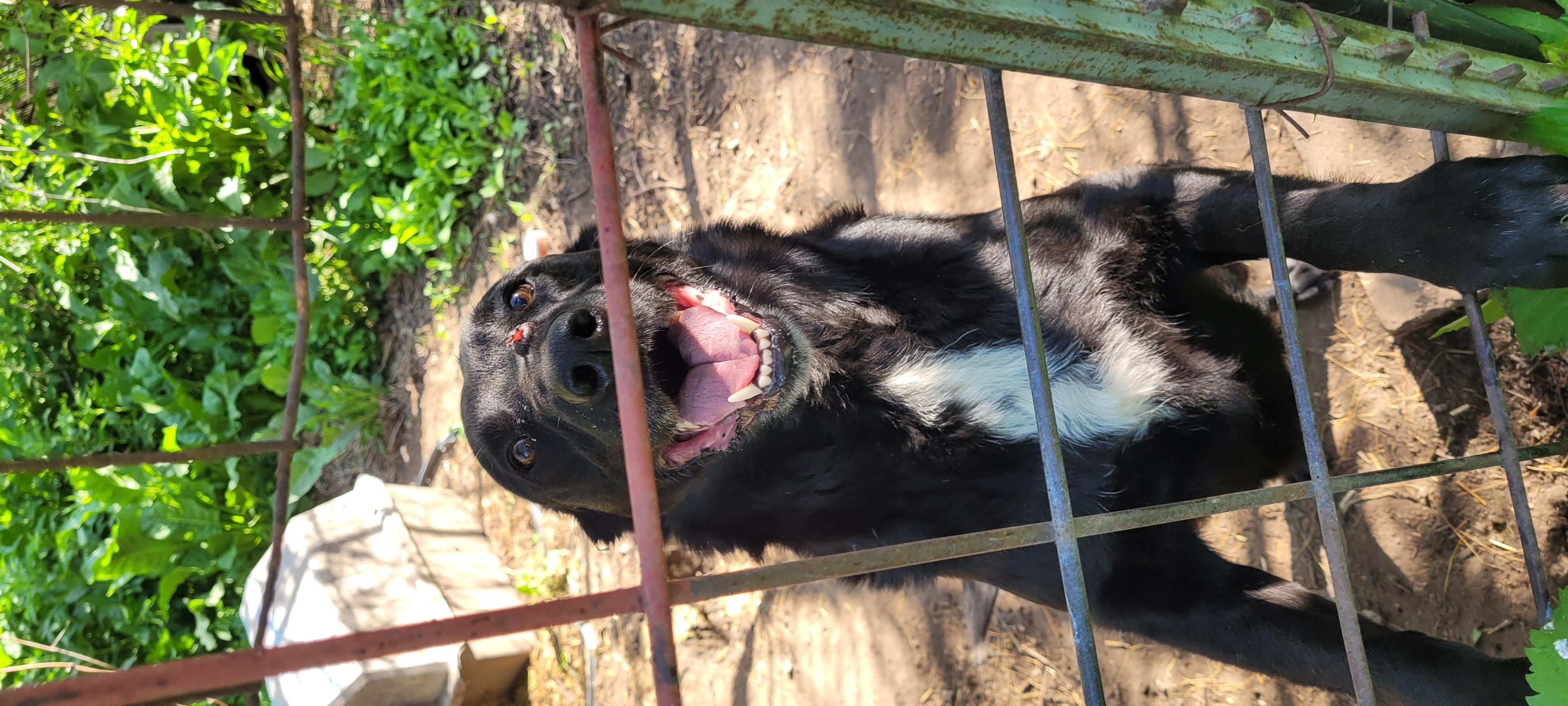 Spike, a Adoptable Labrador Retriever in Clarion, IA image 3/5