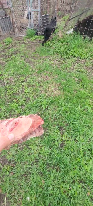 Enlarge Spike, a Adoptable Labrador Retriever in Clarion, IA video 4/5