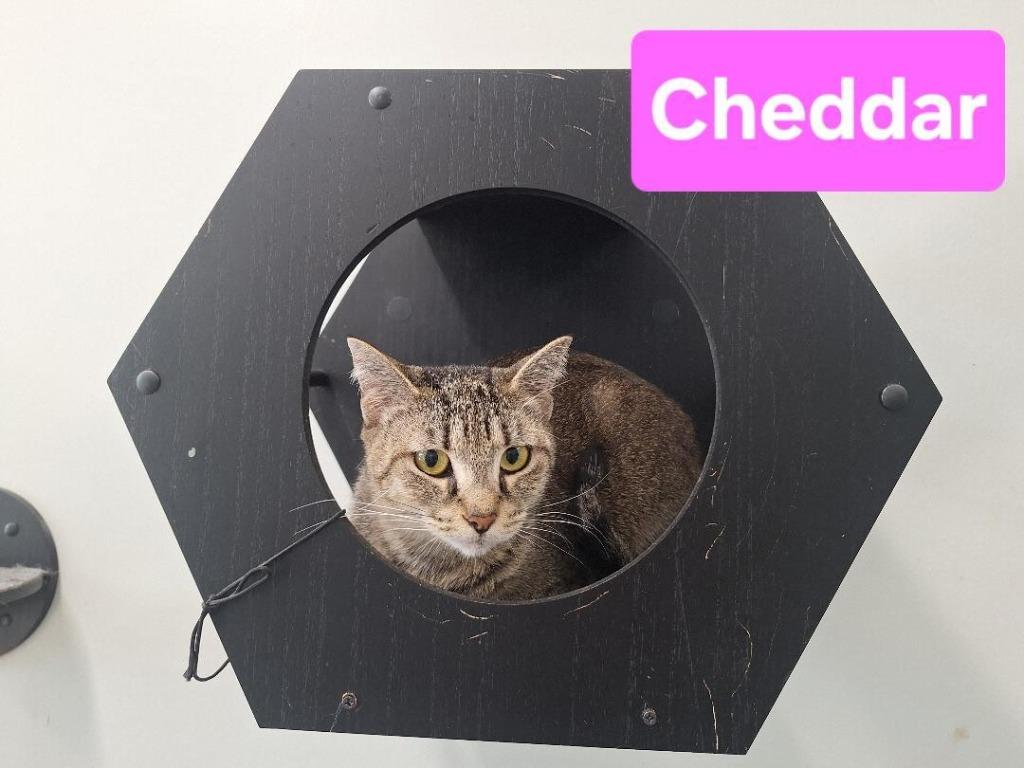 Cheddar, Adoptable, Young Female Domestic Short Hair.