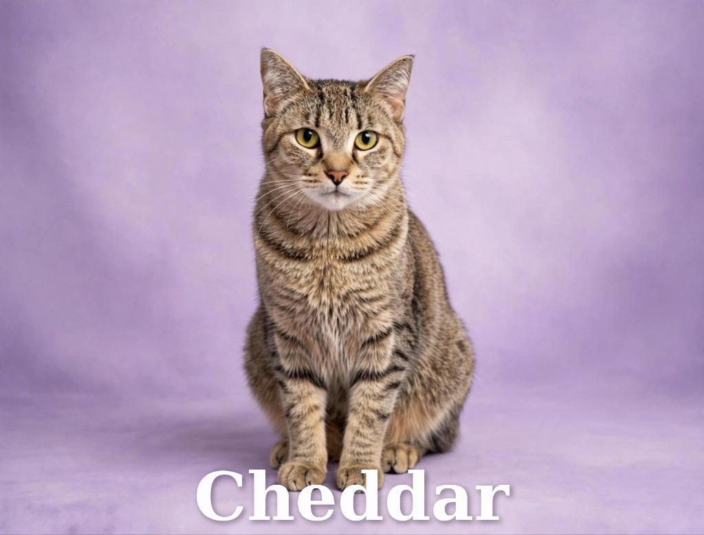 Enlarge Cheddar, a Adoptable mixed breed in Leonardtown, MD image 2/2