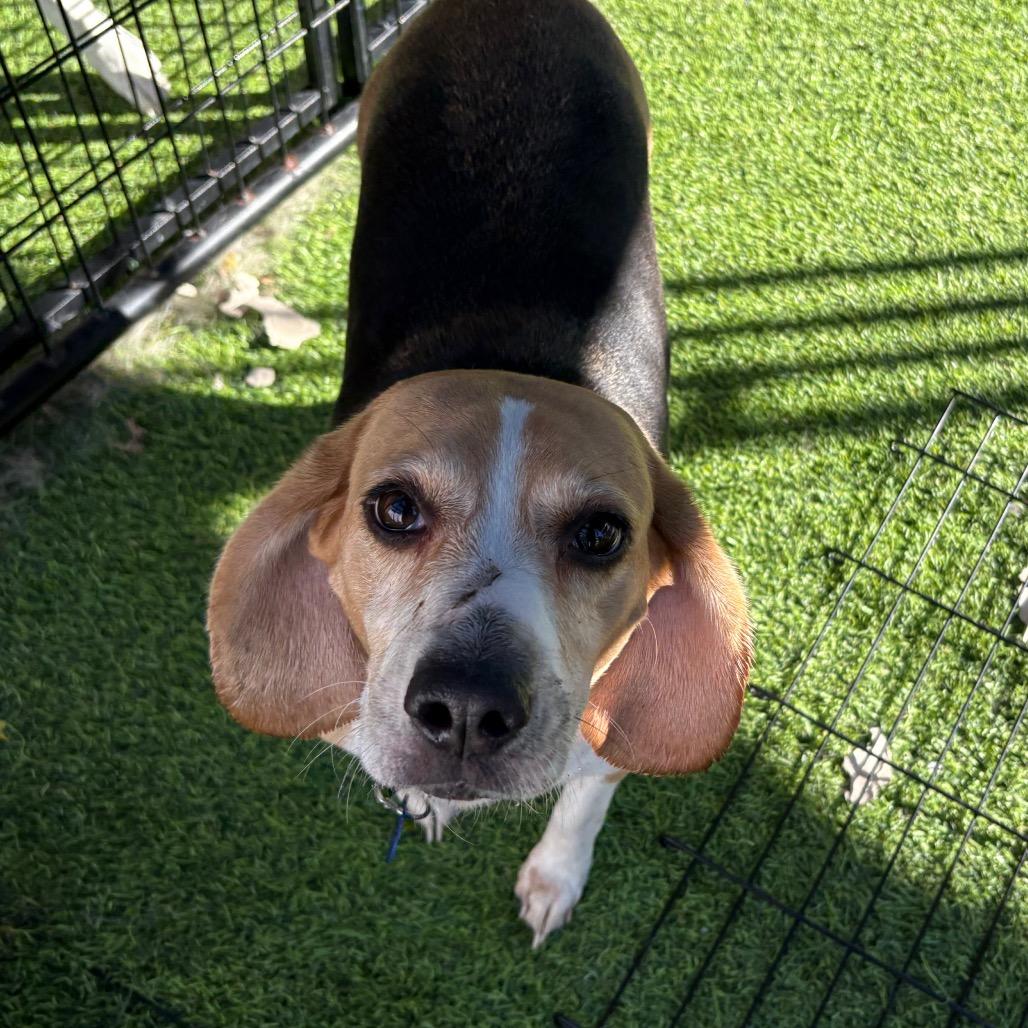 Bailee, a Adoptable Beagle in Tampa, FL image 2/2