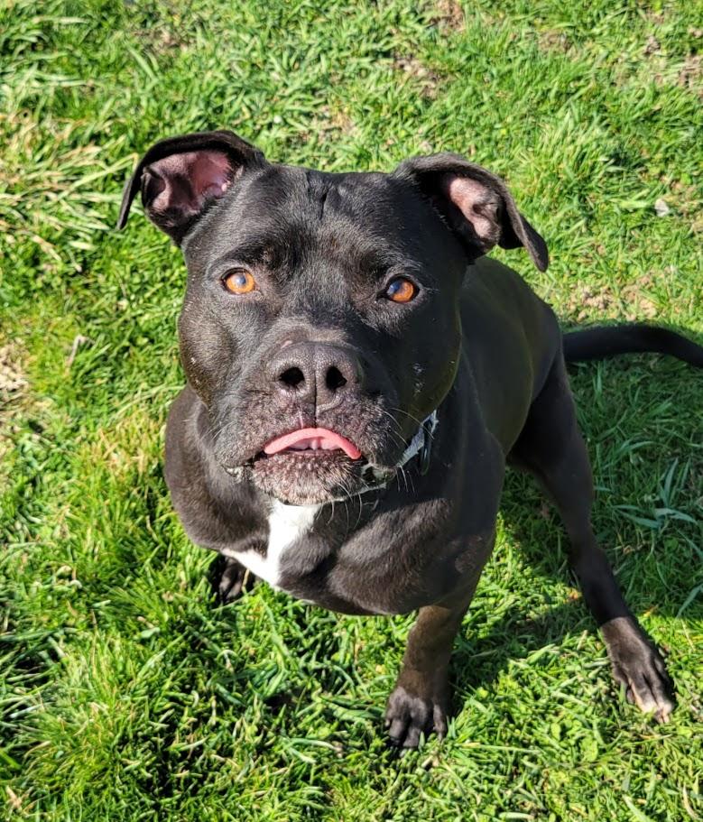 Enlarge Brint, a ADOPTABLE mixed breed in Lisbon, OH image 4/5