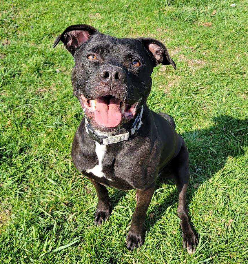 Enlarge Brint, a ADOPTABLE mixed breed in Lisbon, OH image 5/5