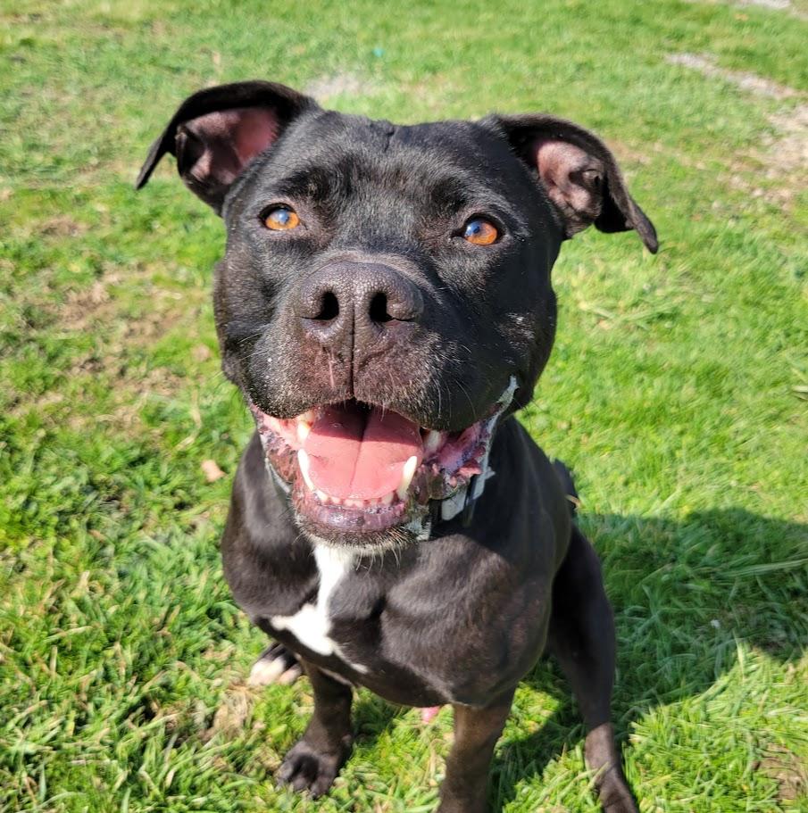 Brint, ADOPTABLE, Adult Male Pit Bull Terrier.