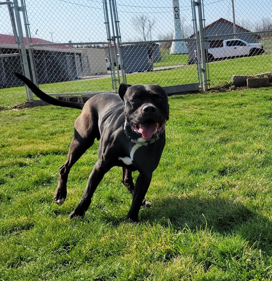 Enlarge Brint, a ADOPTABLE mixed breed in Lisbon, OH image 3/5